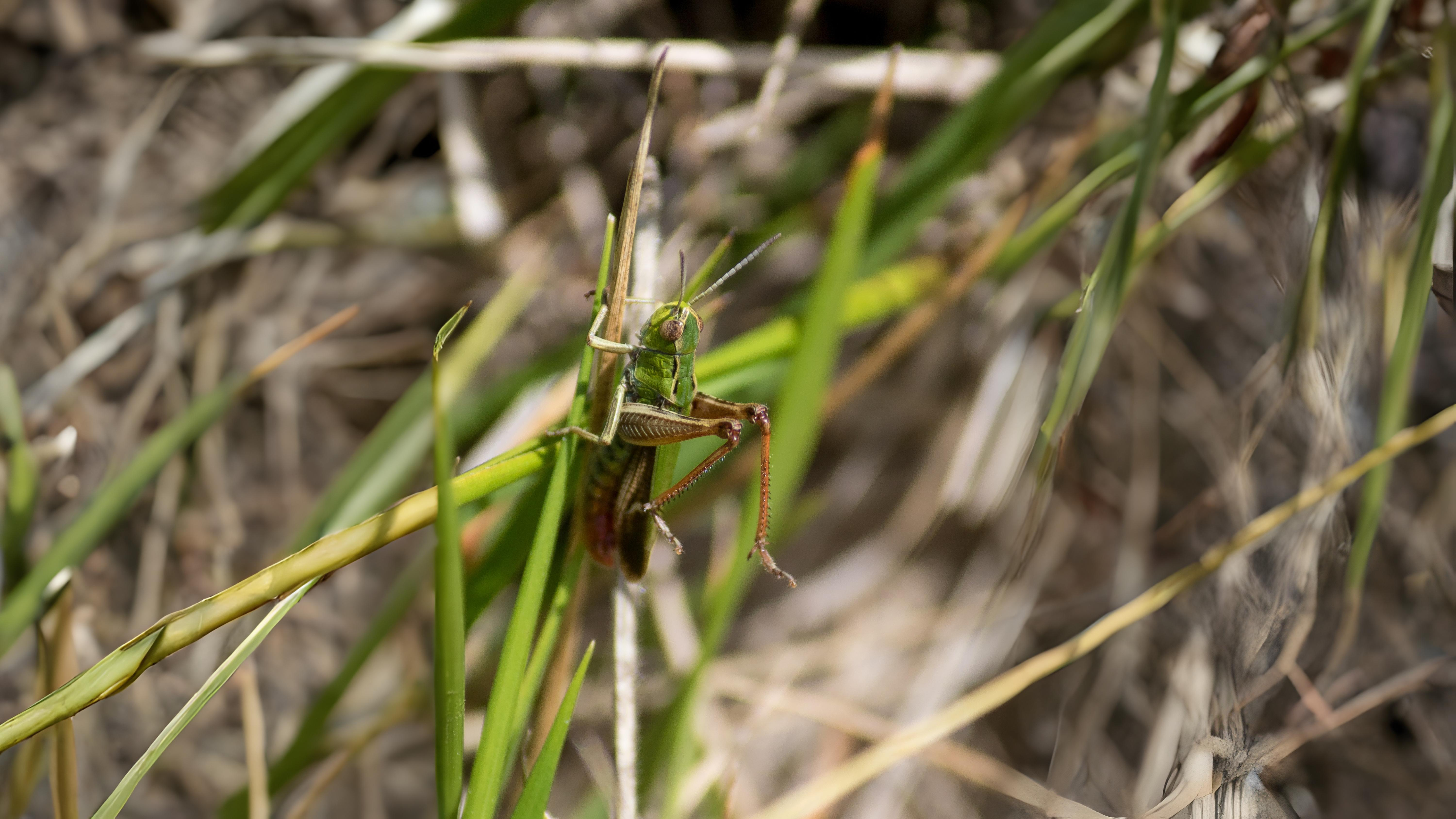29-Jul London’s Chirping Chorus: Grasshoppers & Crickets Decoded Section Image