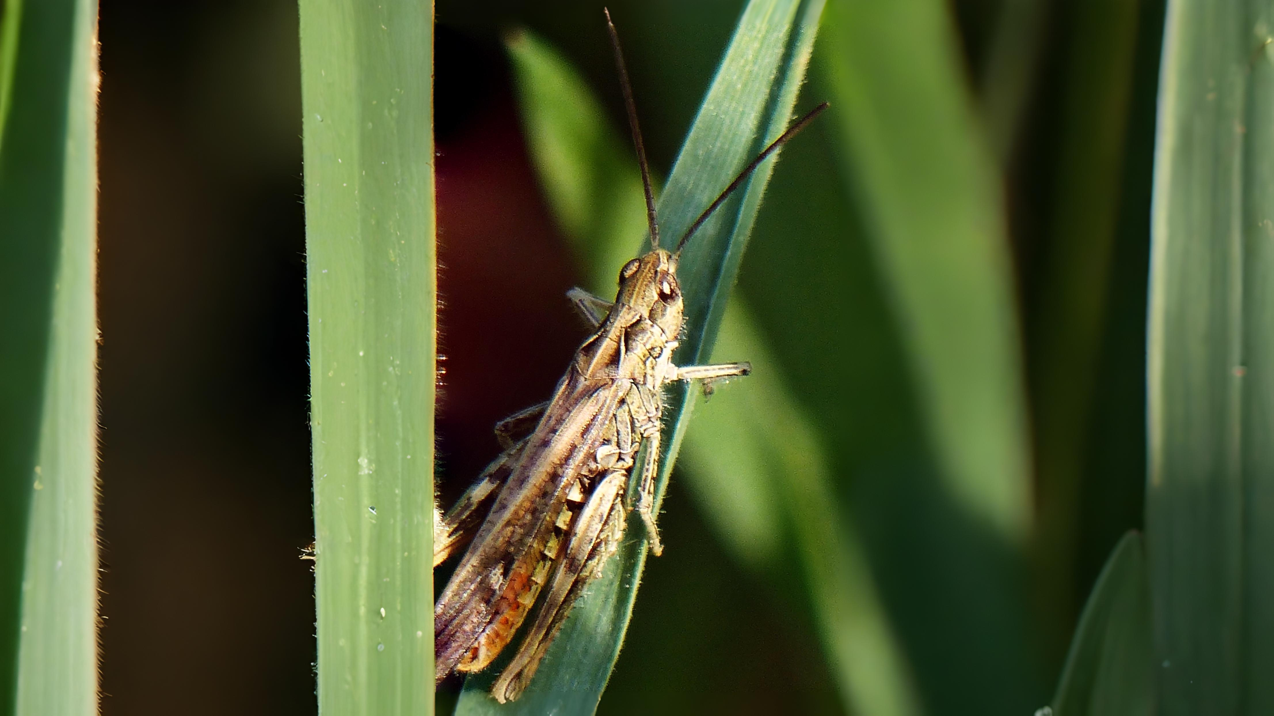 29-Jul London’s Chirping Chorus: Grasshoppers & Crickets Decoded Section Image