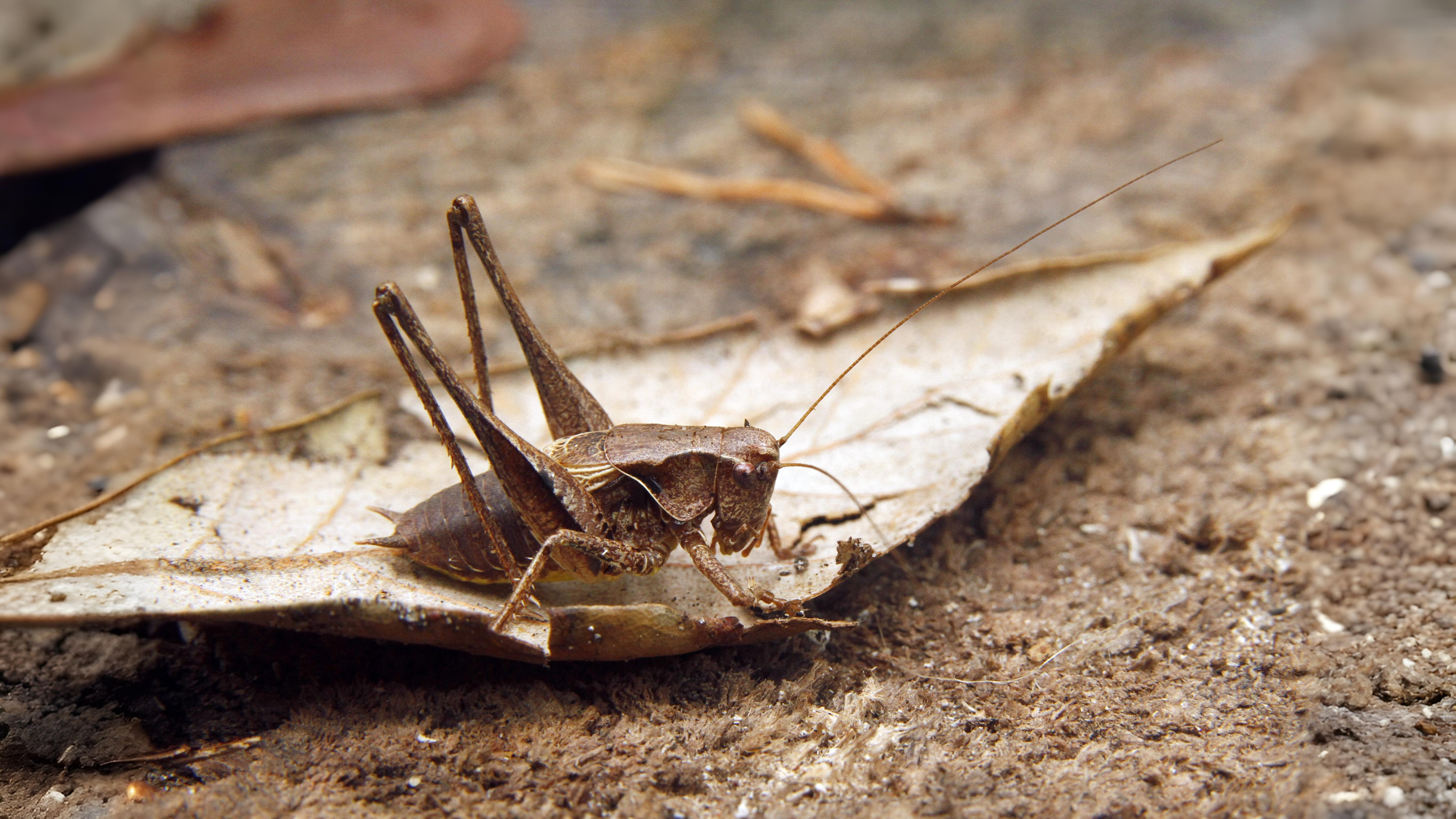 29-Jul London’s Chirping Chorus: Grasshoppers & Crickets Decoded Section Image
