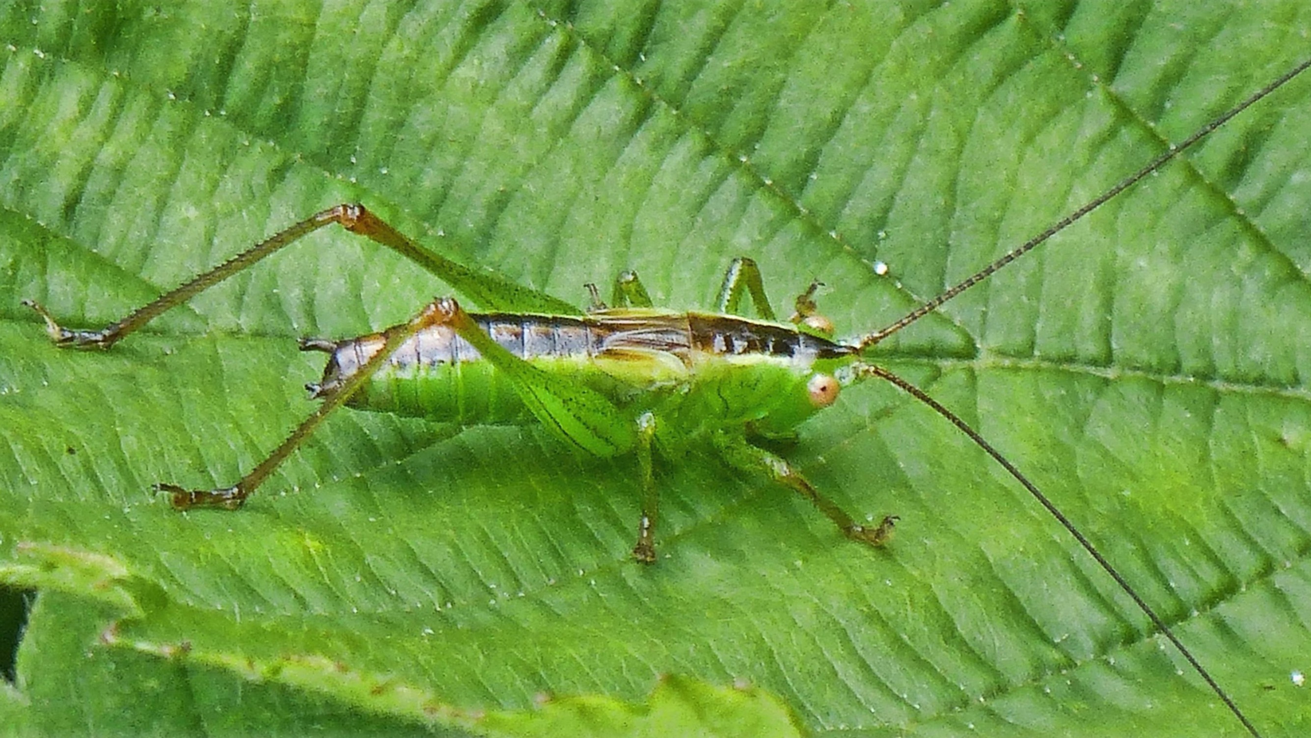 29-Jul London’s Chirping Chorus: Grasshoppers & Crickets Decoded Section Image