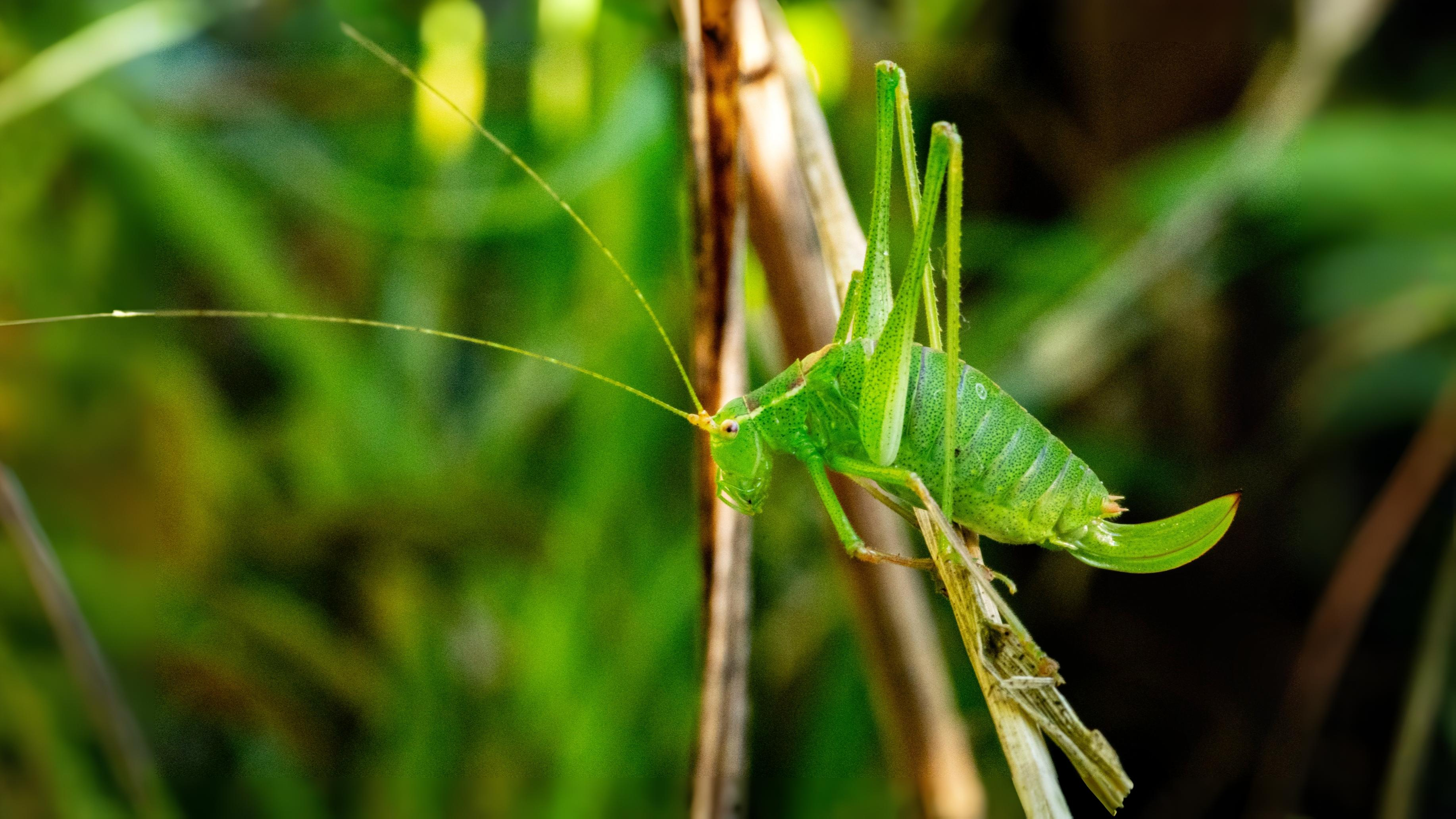 29-Jul London’s Chirping Chorus: Grasshoppers & Crickets Decoded Section Image
