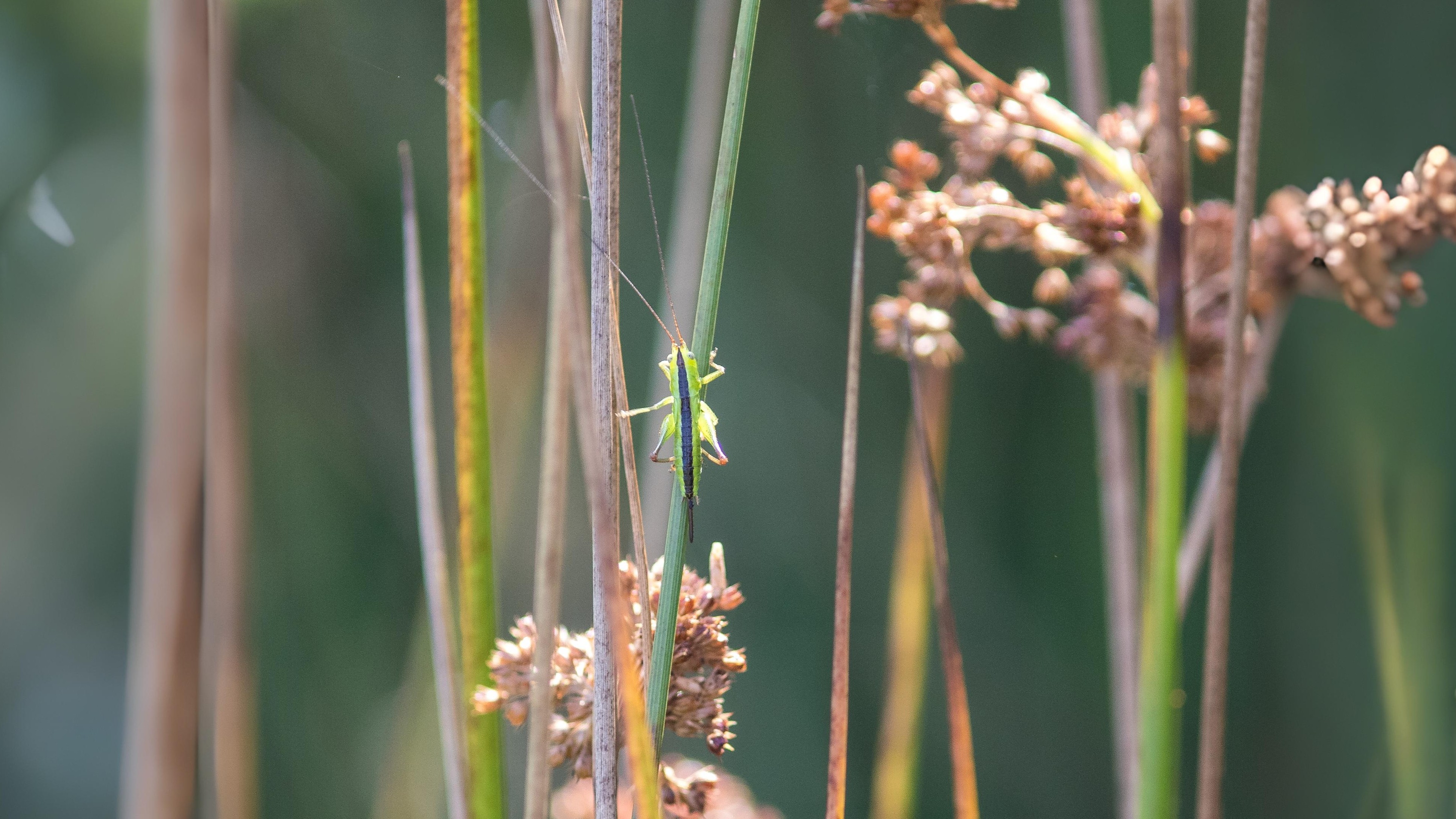 29-Jul London’s Chirping Chorus: Grasshoppers & Crickets Decoded Section Image