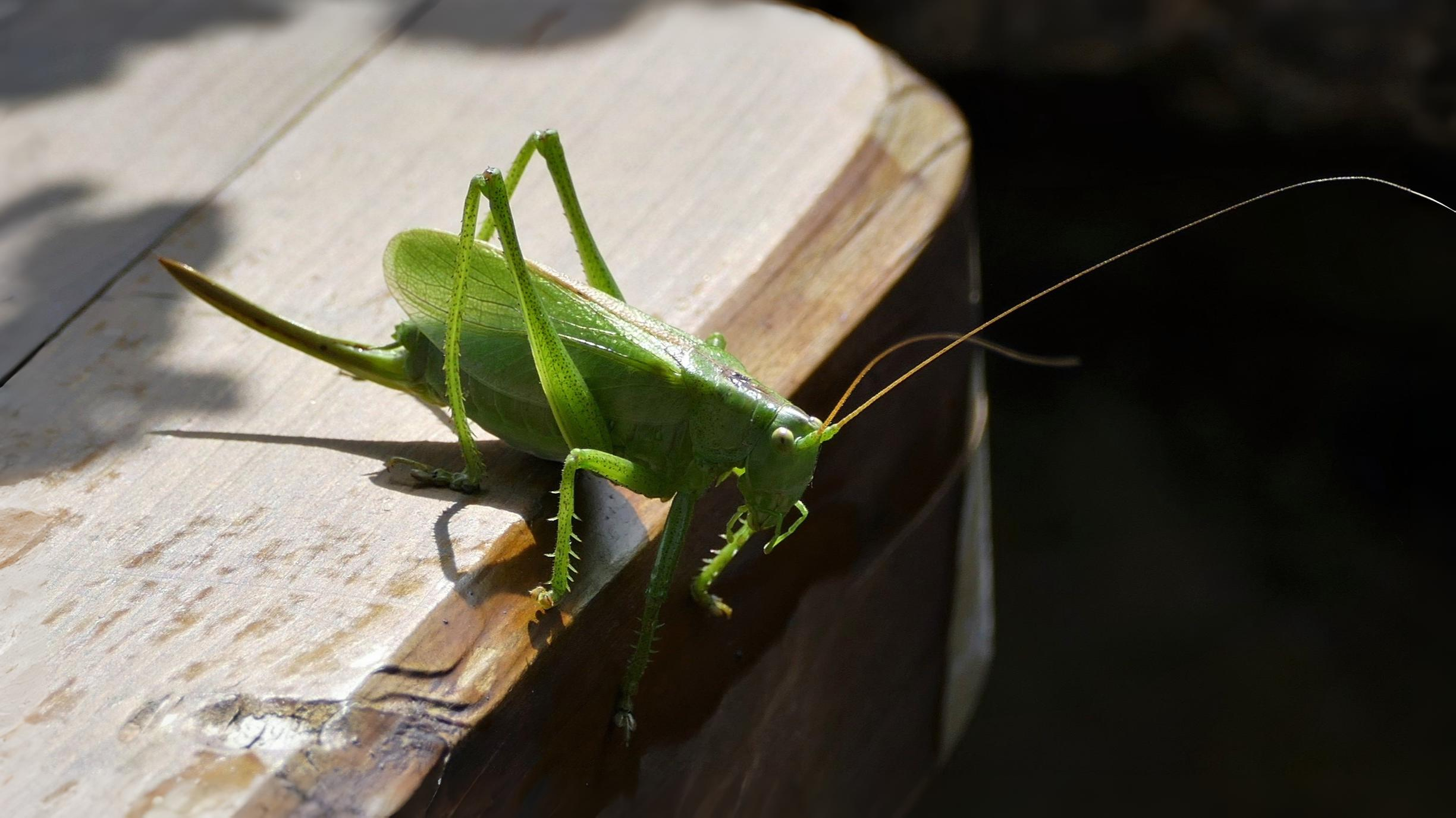 29-Jul London’s Chirping Chorus: Grasshoppers & Crickets Decoded Section Image