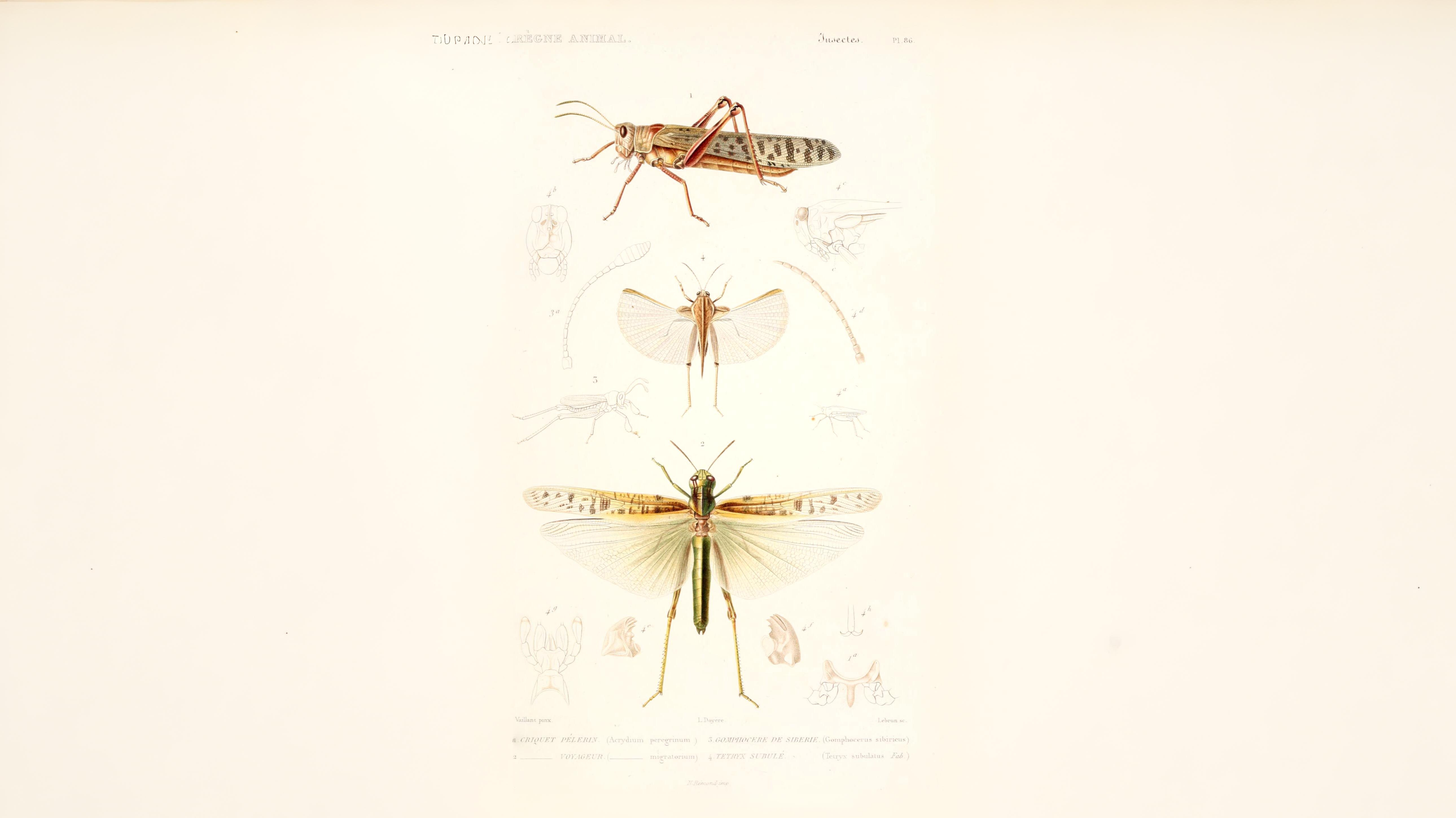 29-Jul London’s Chirping Chorus: Grasshoppers & Crickets Decoded Section Image