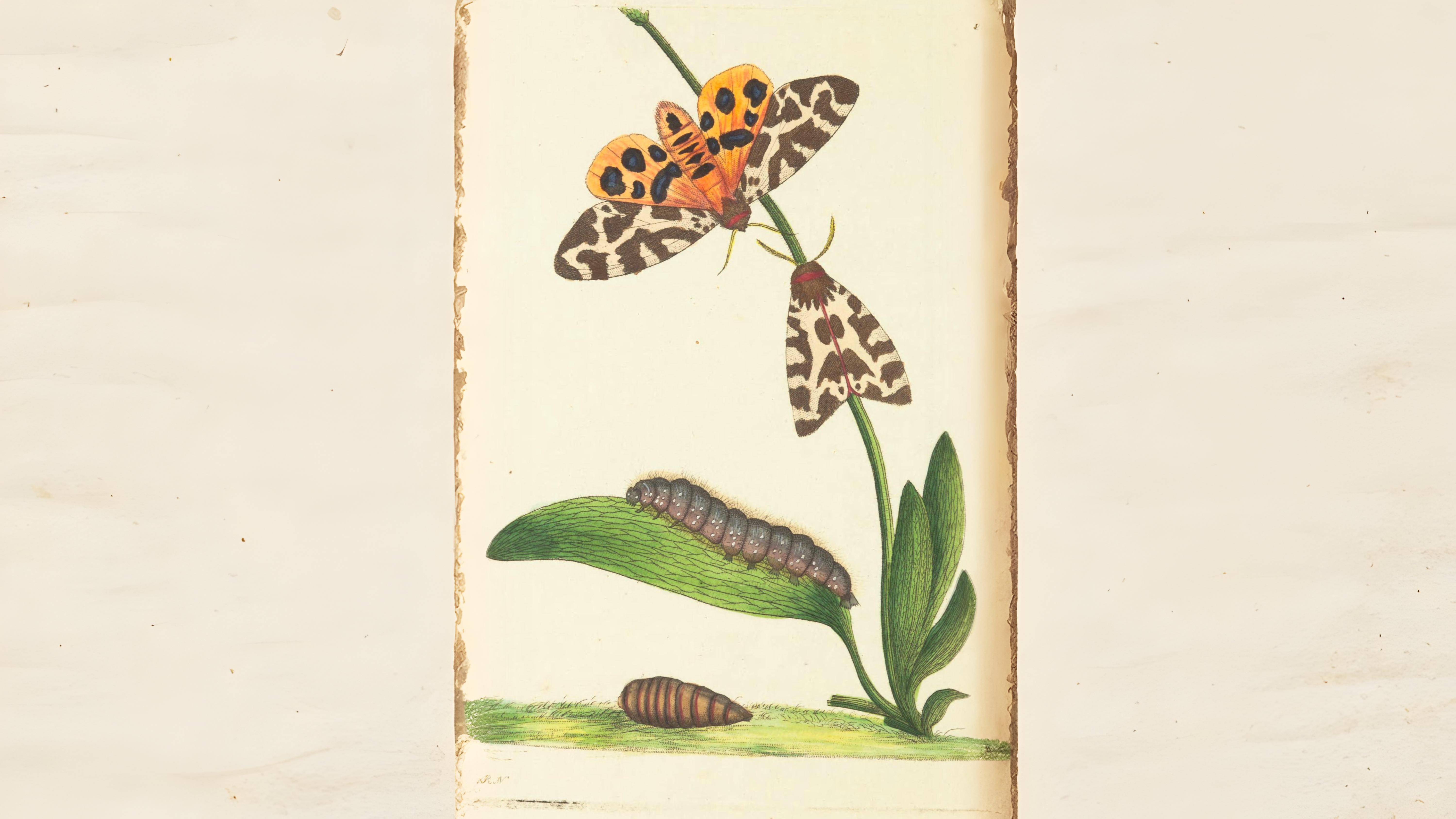30-Jul Night Wings: London’s Moths & Their Vanishing Magic Section Image