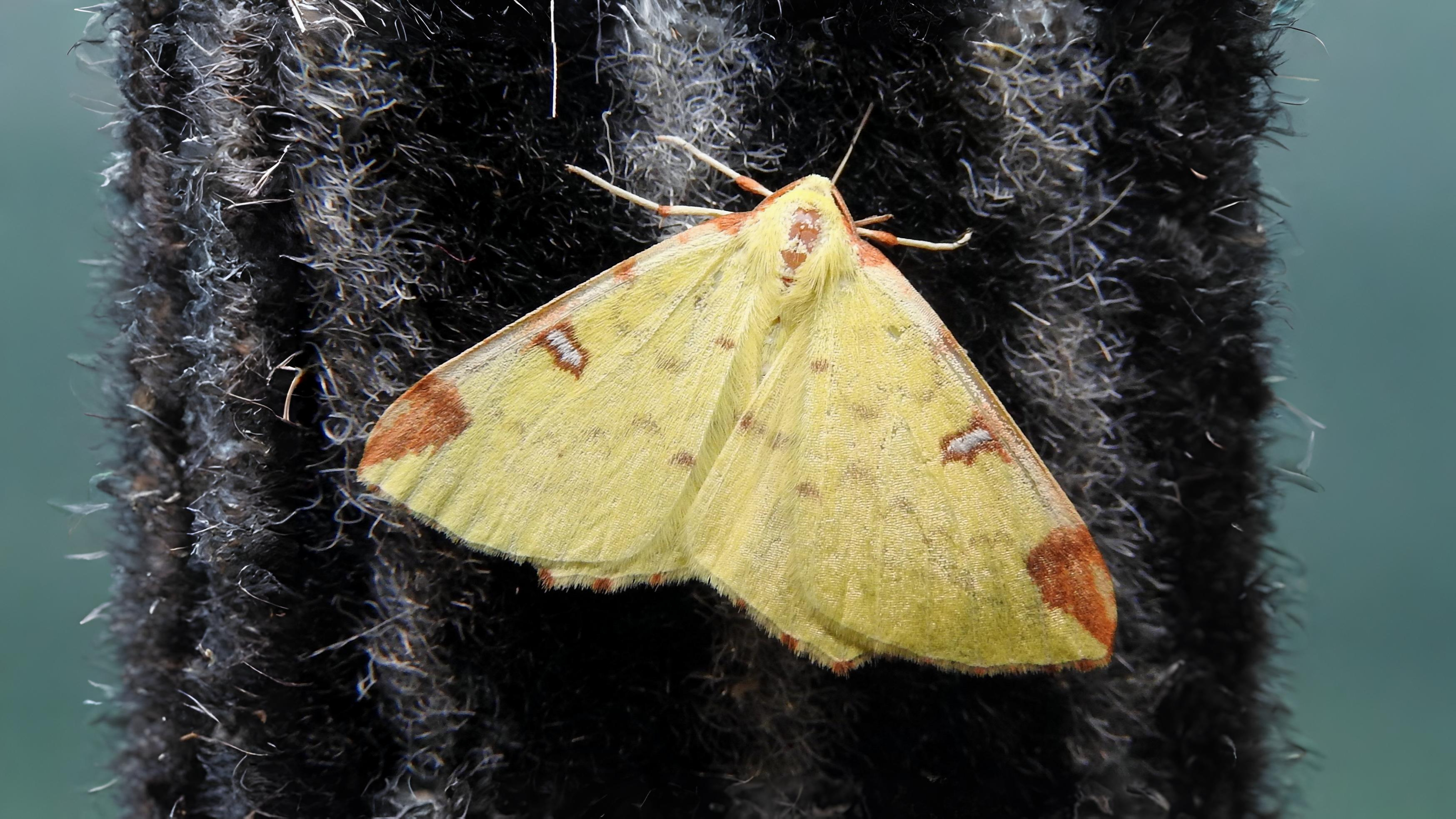 30-Jul Night Wings: London’s Moths & Their Vanishing Magic Section Image