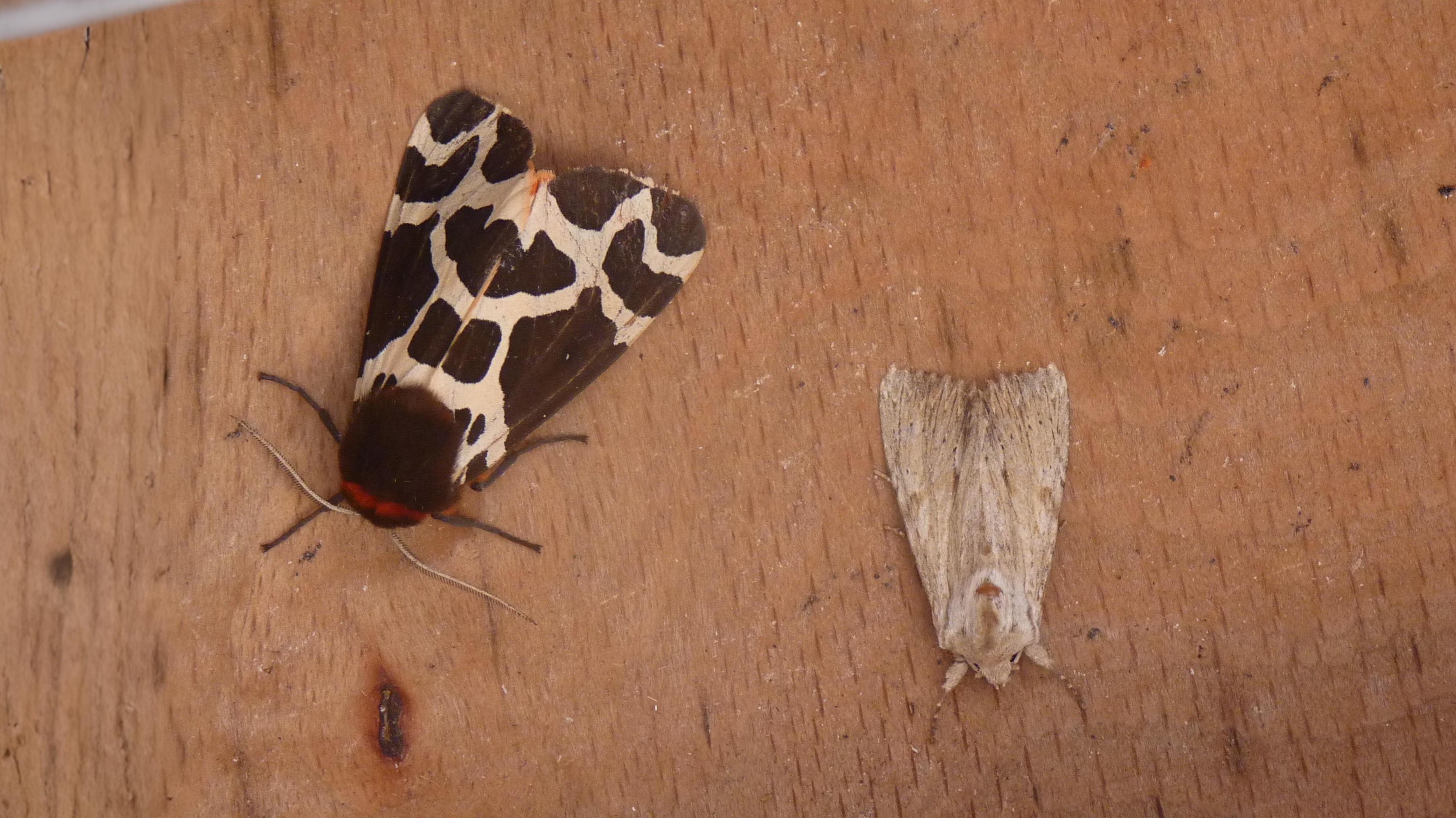 30-Jul Night Wings: London’s Moths & Their Vanishing Magic Section Image