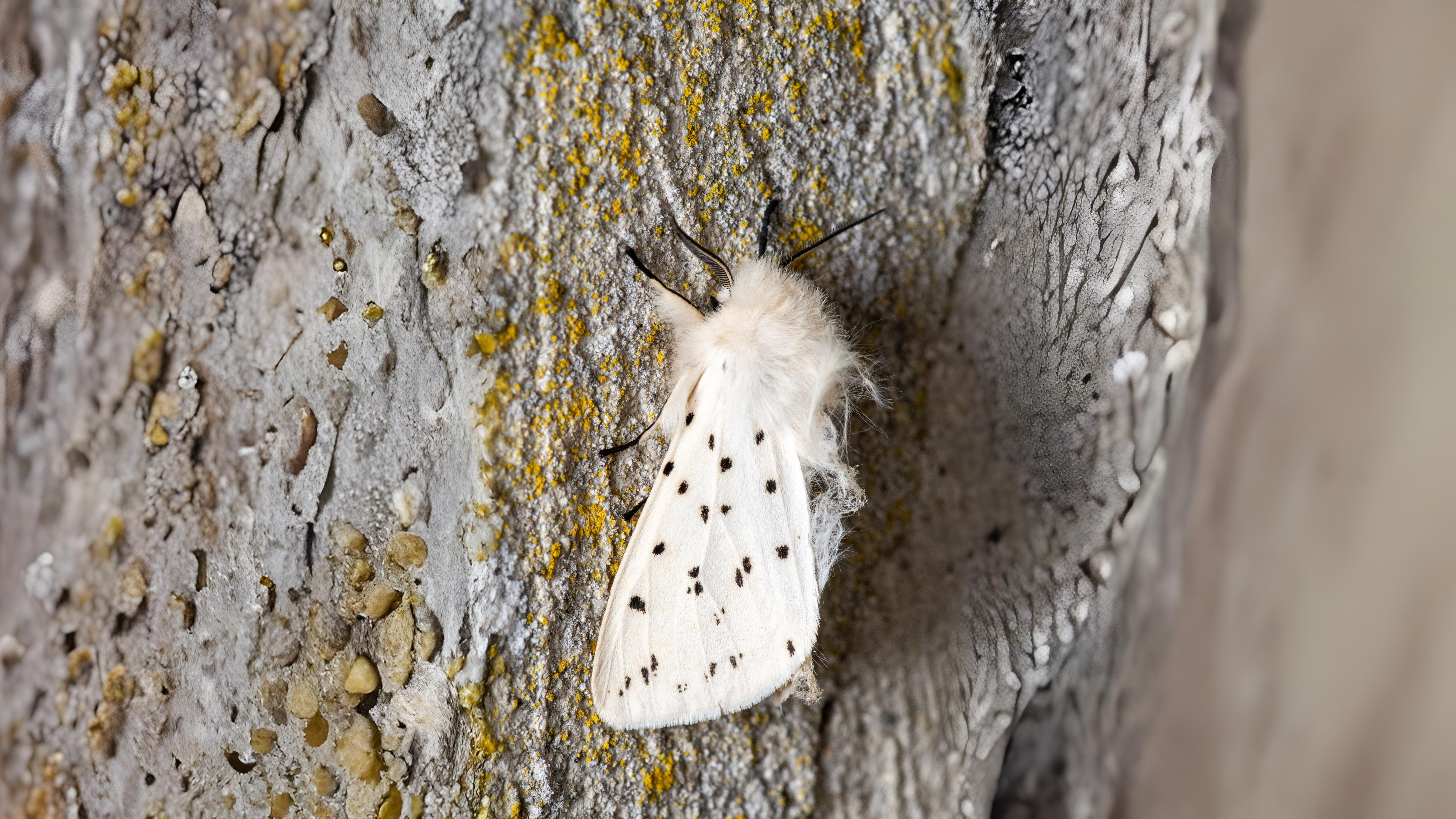 30-Jul Night Wings: London’s Moths & Their Vanishing Magic Section Image