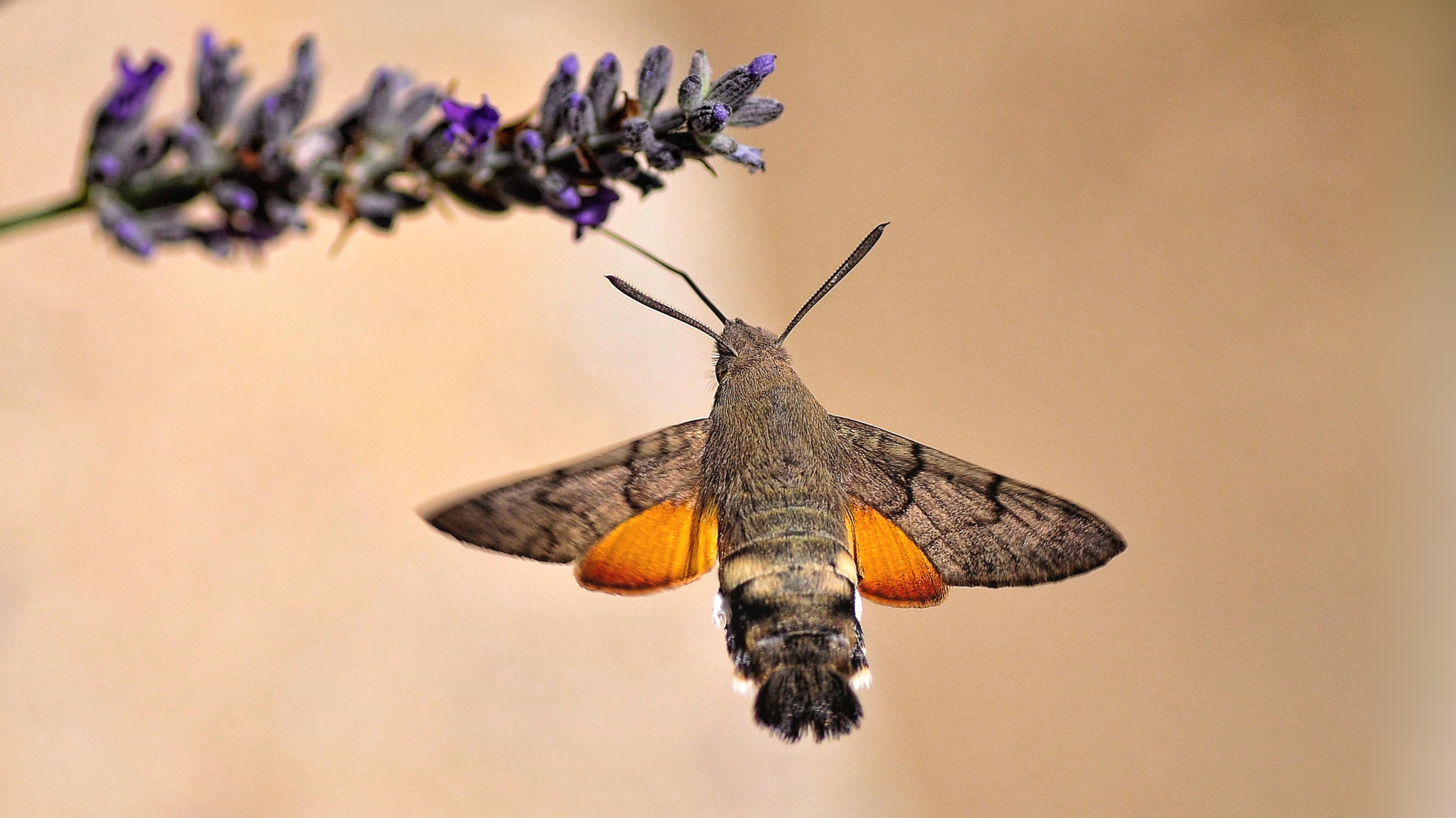 30-Jul Night Wings: London’s Moths & Their Vanishing Magic Section Image