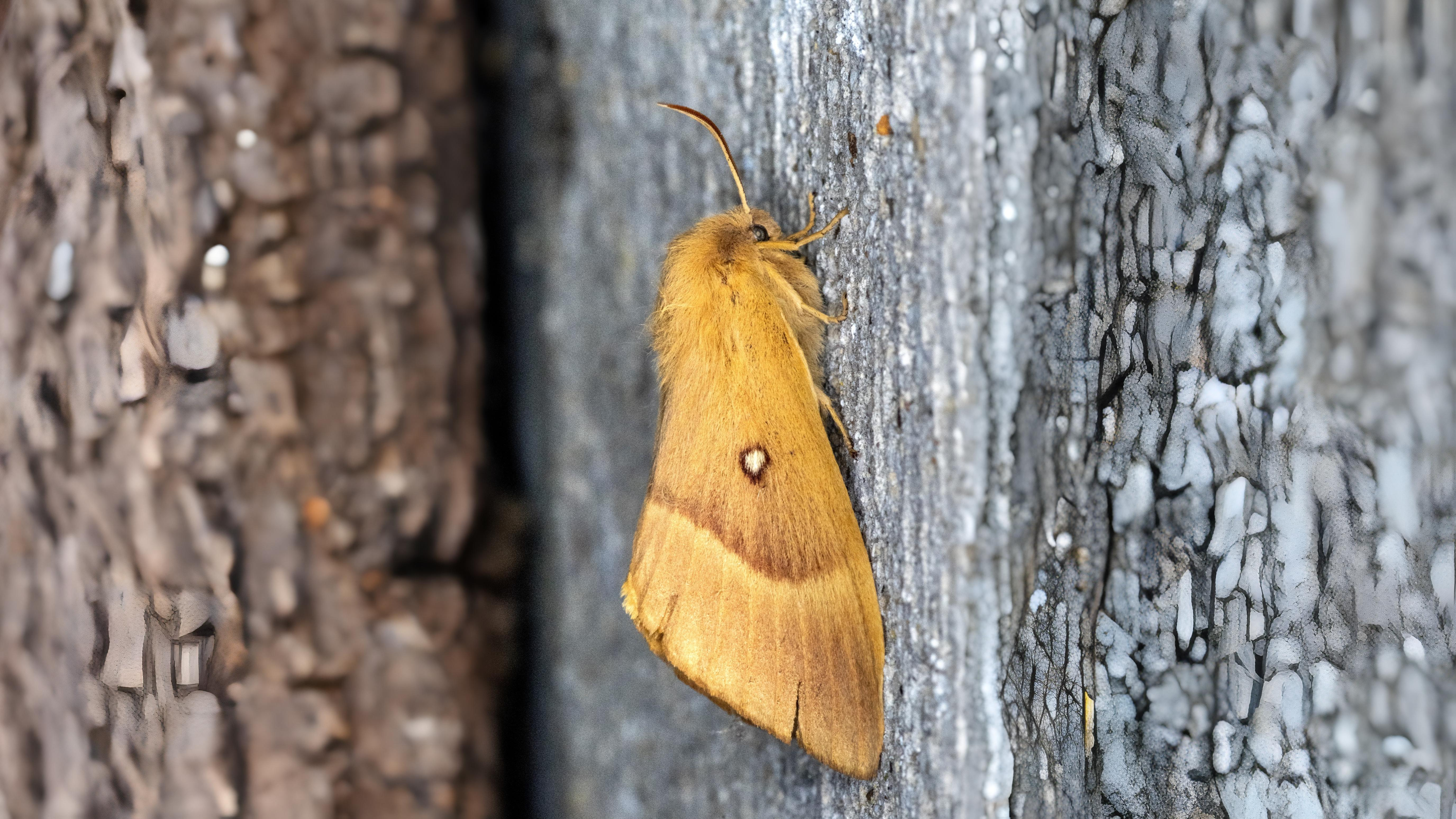 30-Jul Night Wings: London’s Moths & Their Vanishing Magic Section Image