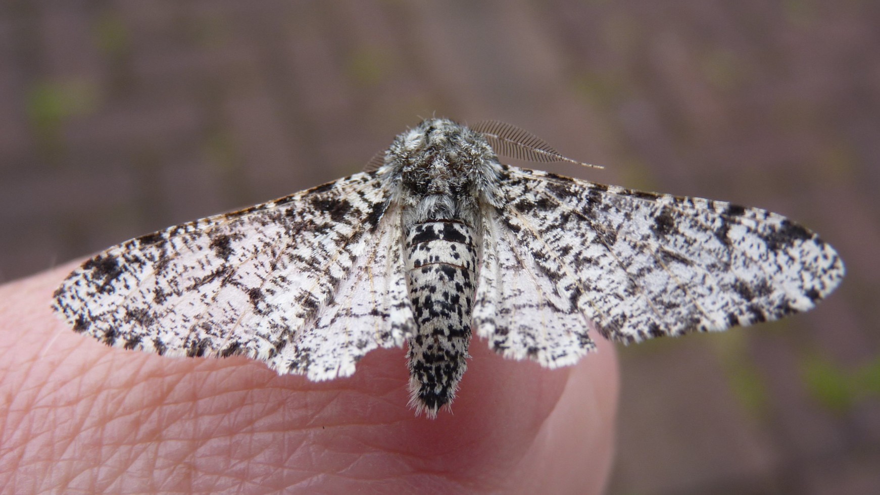 30-Jul Night Wings: London’s Moths & Their Vanishing Magic Section Image