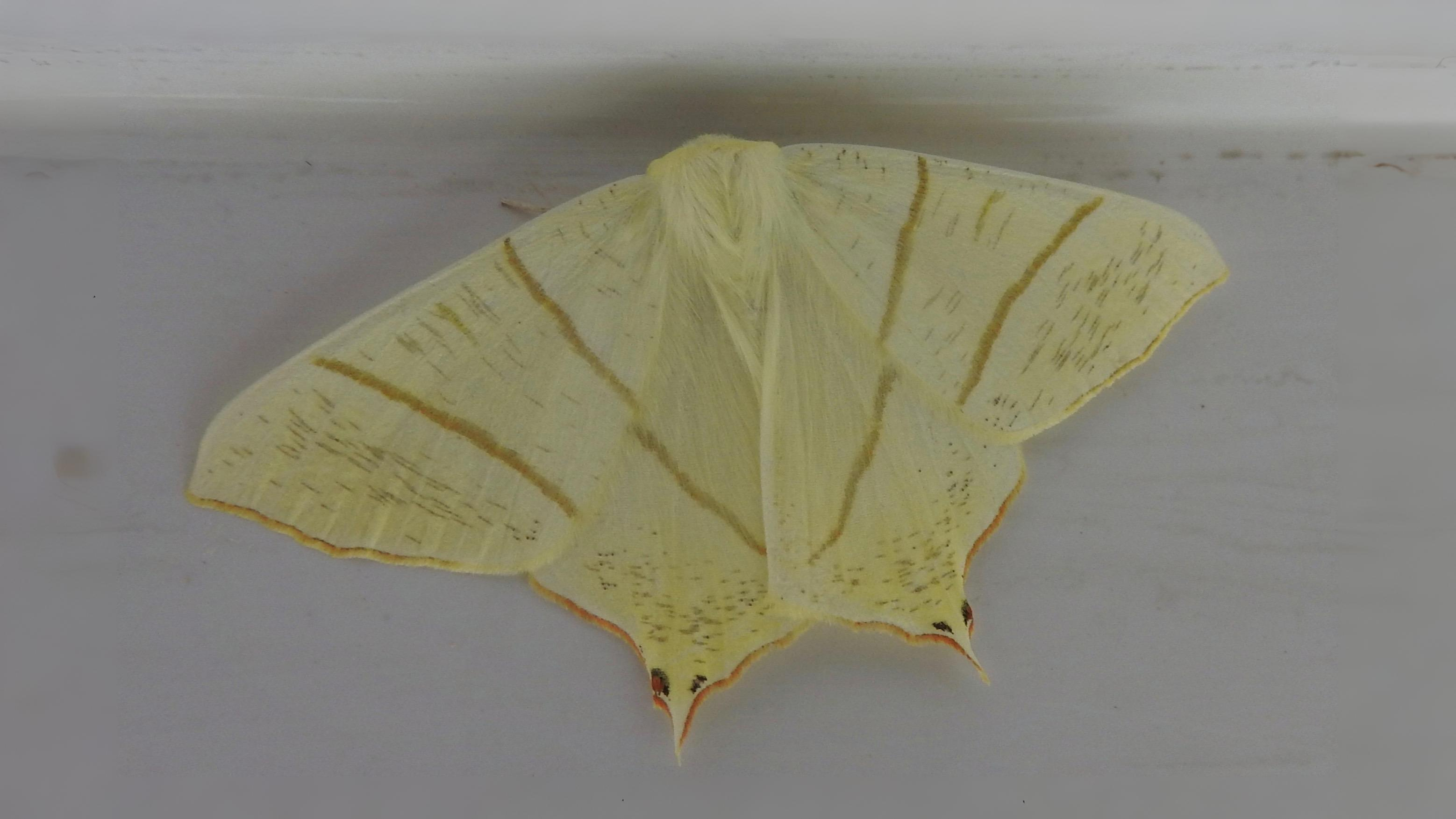 30-Jul Night Wings: London’s Moths & Their Vanishing Magic Section Image