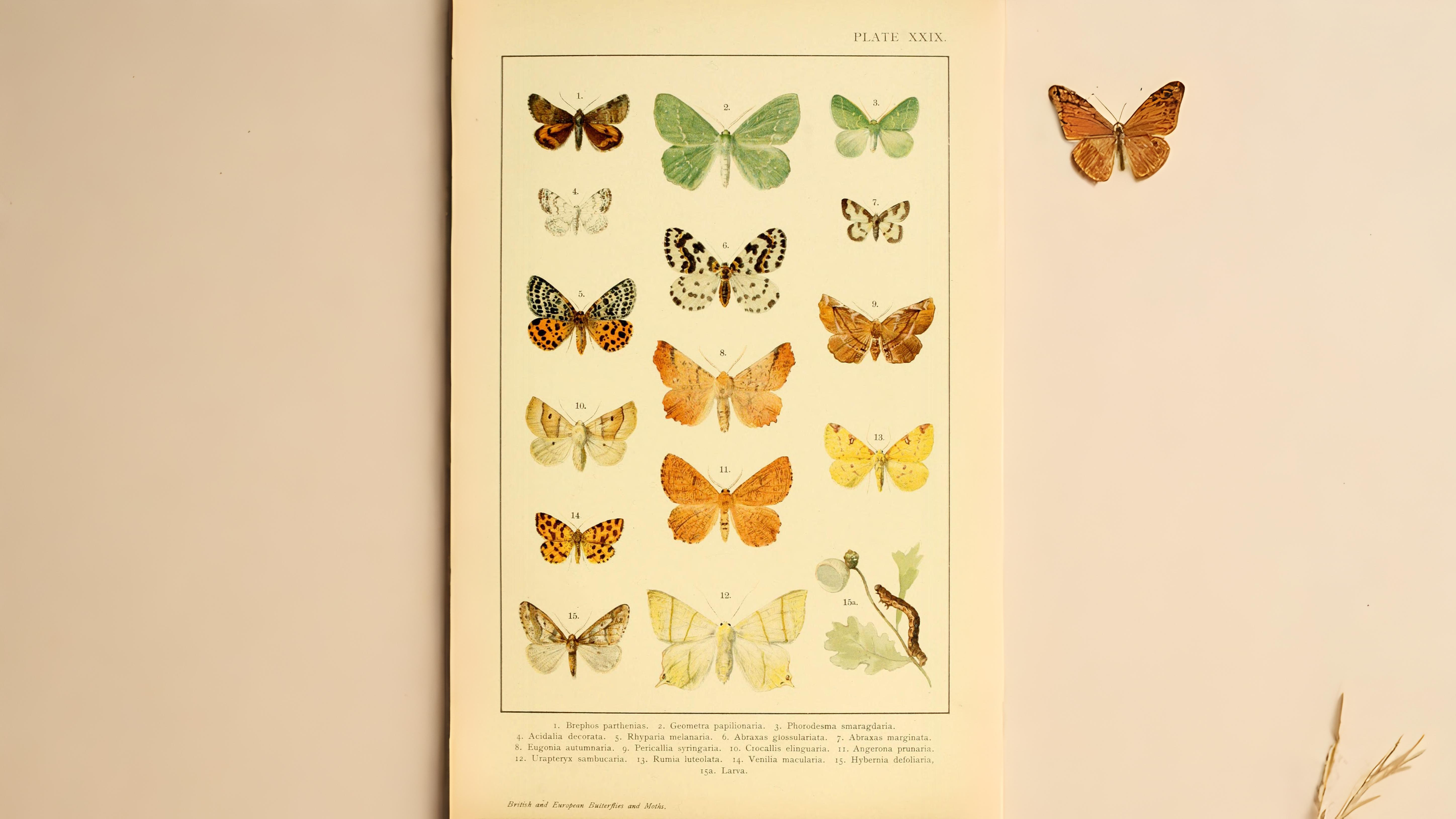 30-Jul Night Wings: London’s Moths & Their Vanishing Magic Section Image