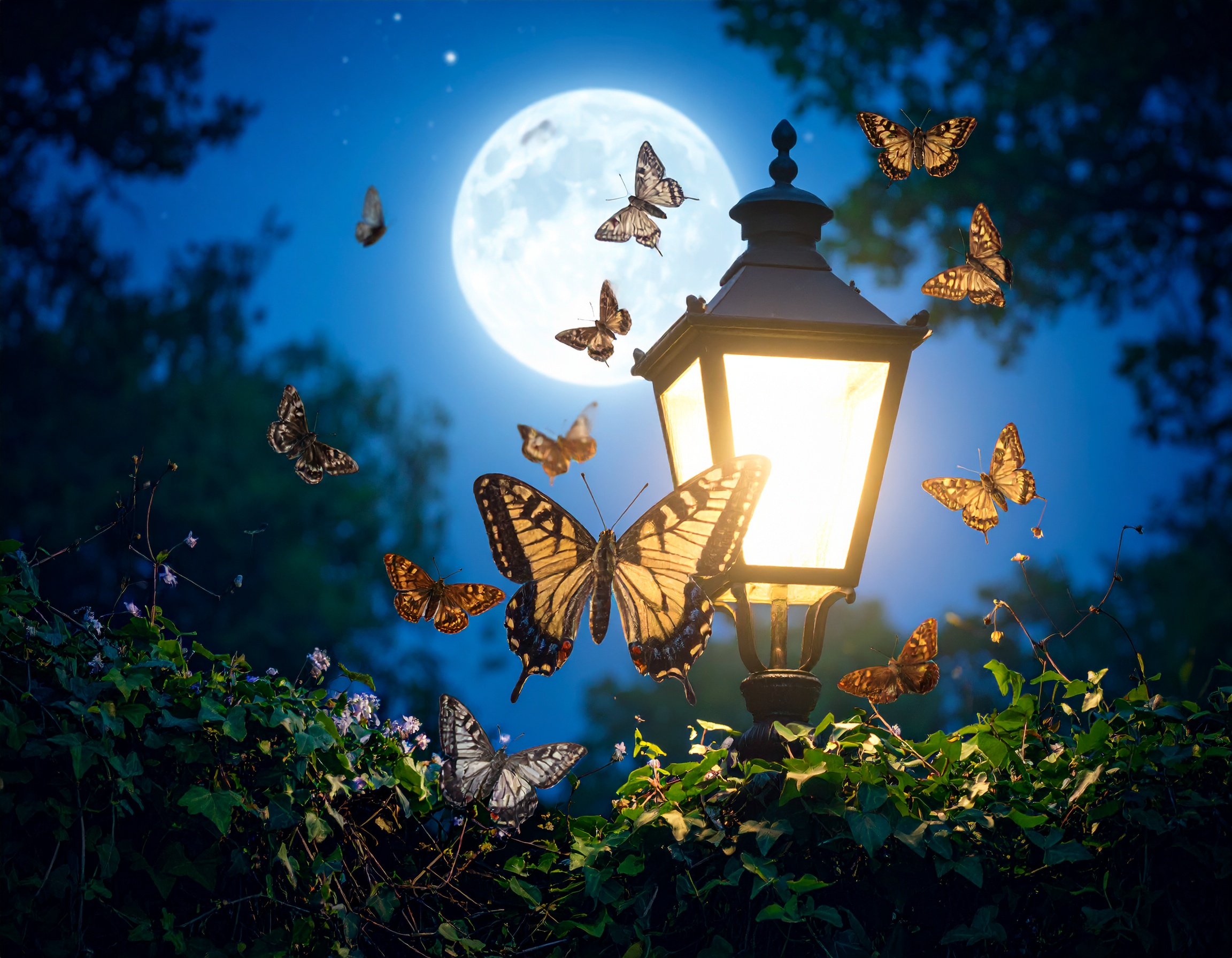 30-Jul Night Wings: London’s Moths & Their Vanishing Magic