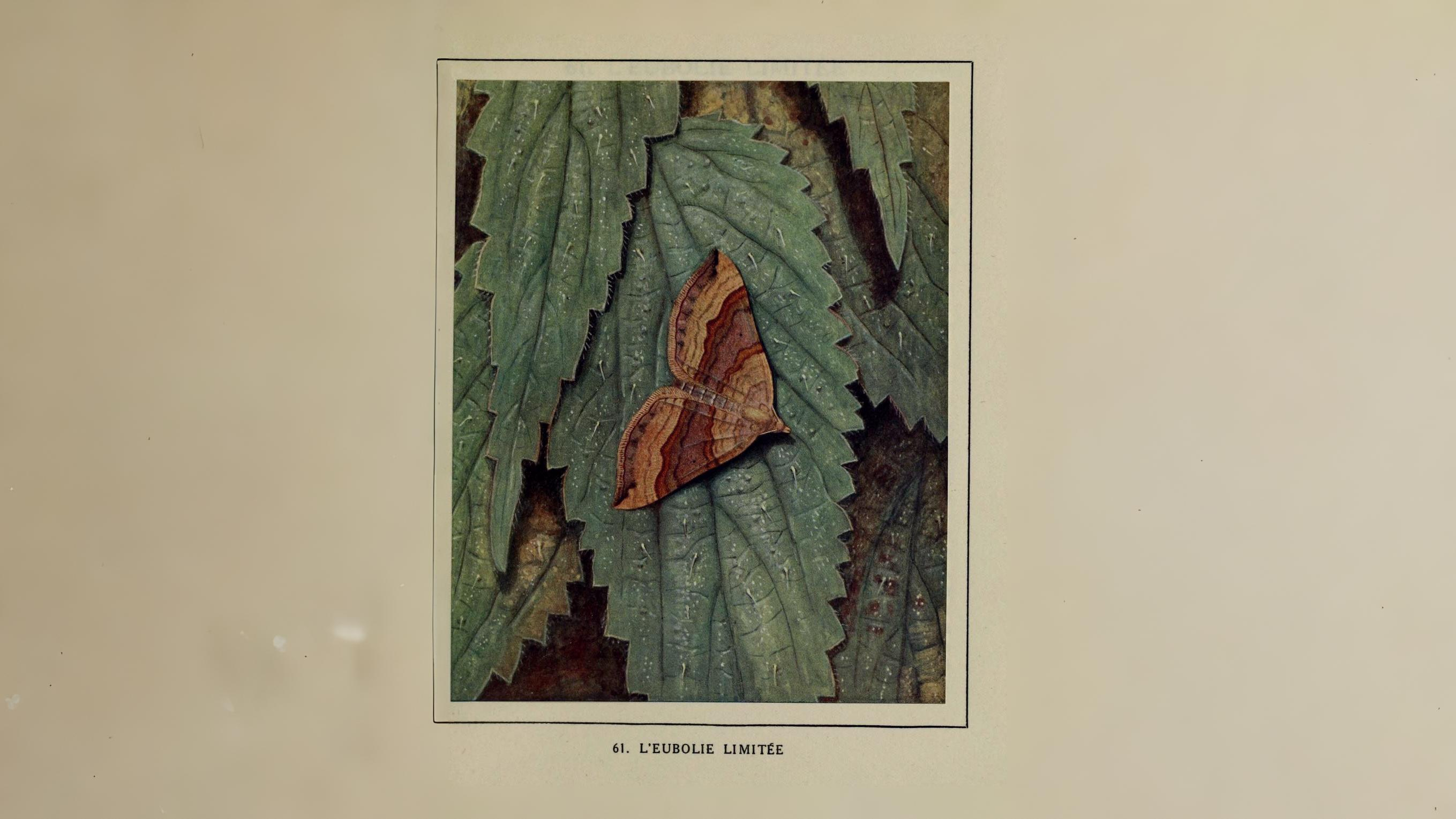 31-Jul Gossamer & Gold: London’s Overlooked Day-Flying Moths Section Image