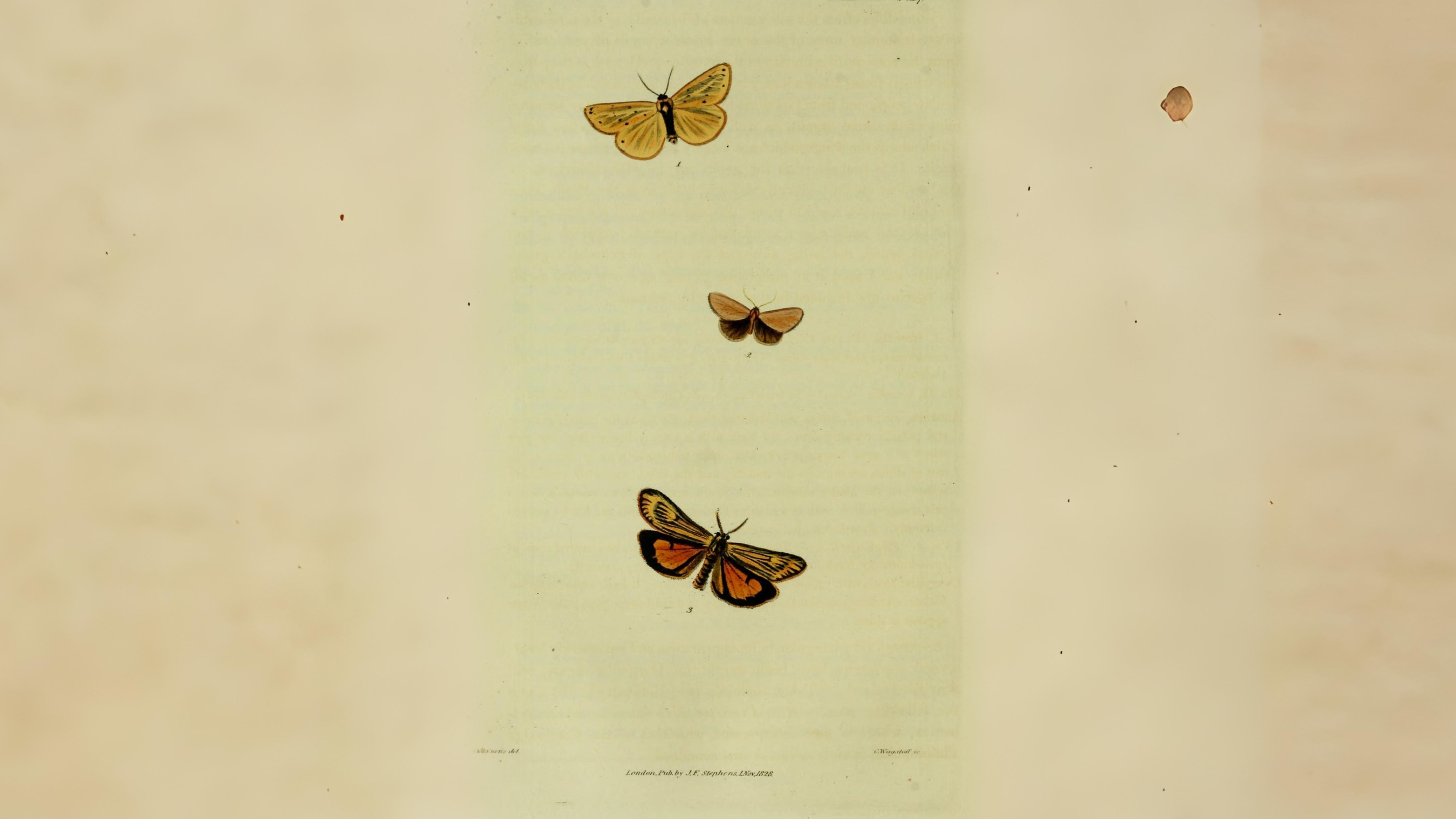 31-Jul Gossamer & Gold: London’s Overlooked Day-Flying Moths Section Image