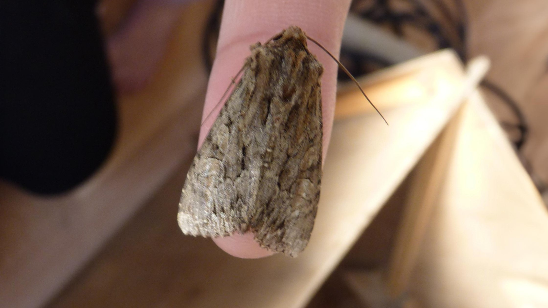 31-Jul Gossamer & Gold: London’s Overlooked Day-Flying Moths Section Image