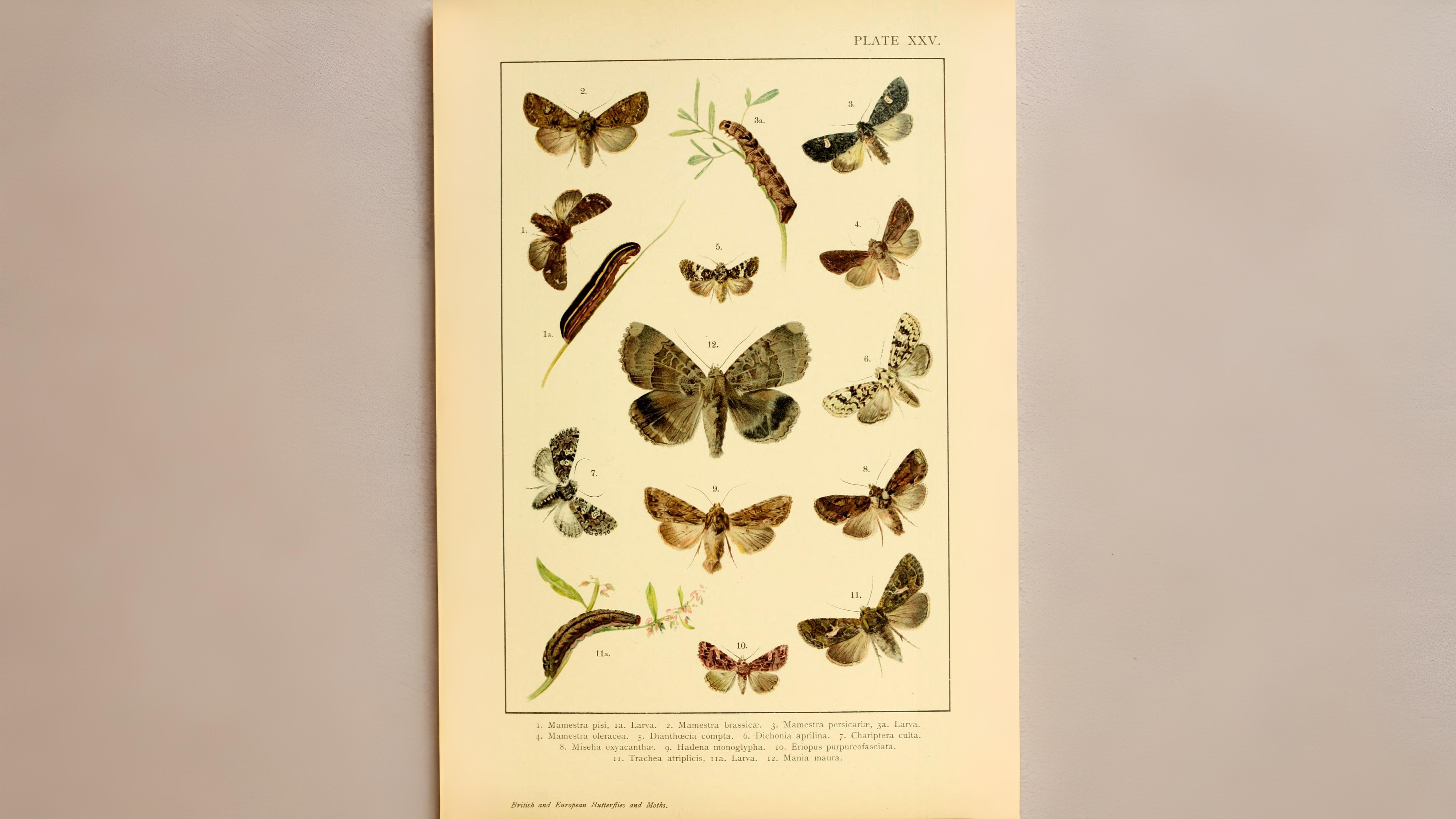 31-Jul Gossamer & Gold: London’s Overlooked Day-Flying Moths Section Image
