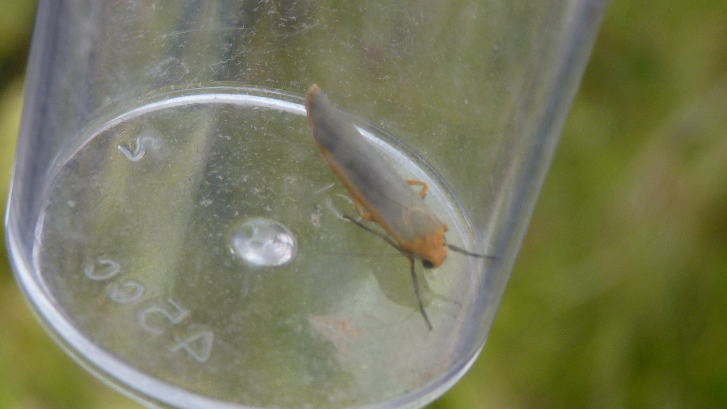 31-Jul Gossamer & Gold: London’s Overlooked Day-Flying Moths Section Image