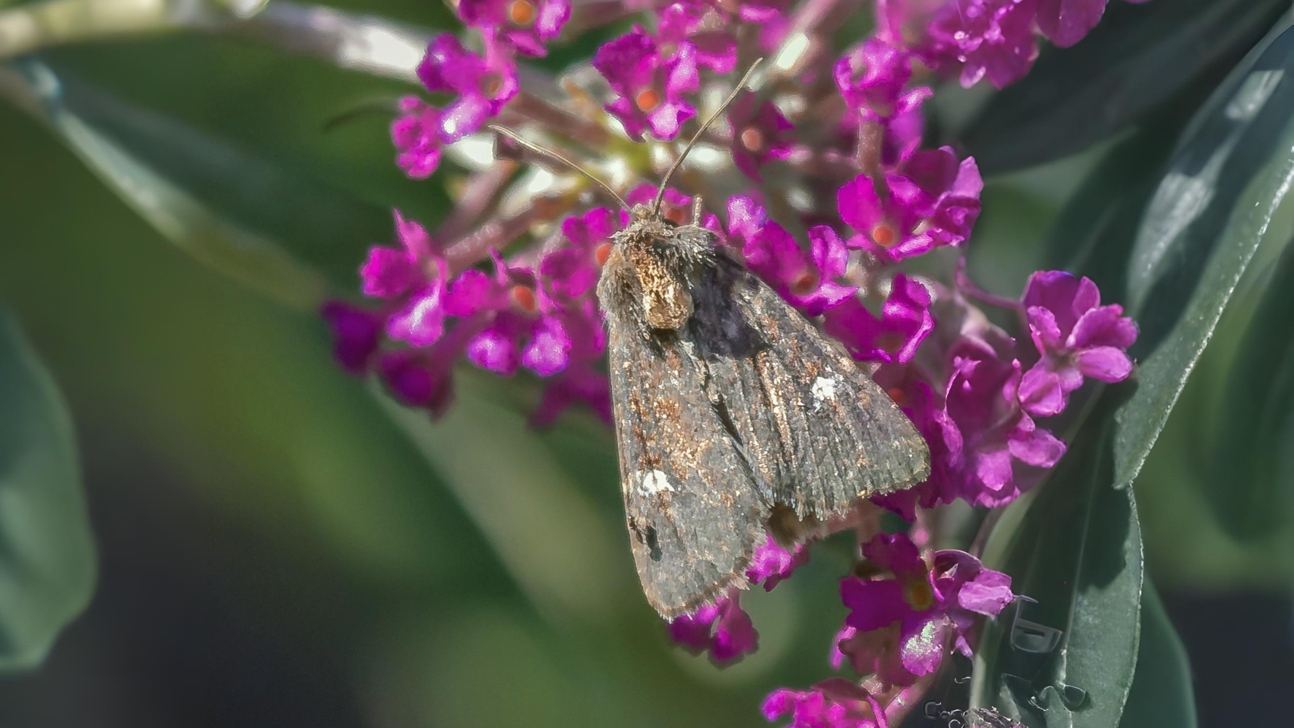 31-Jul Gossamer & Gold: London’s Overlooked Day-Flying Moths Section Image