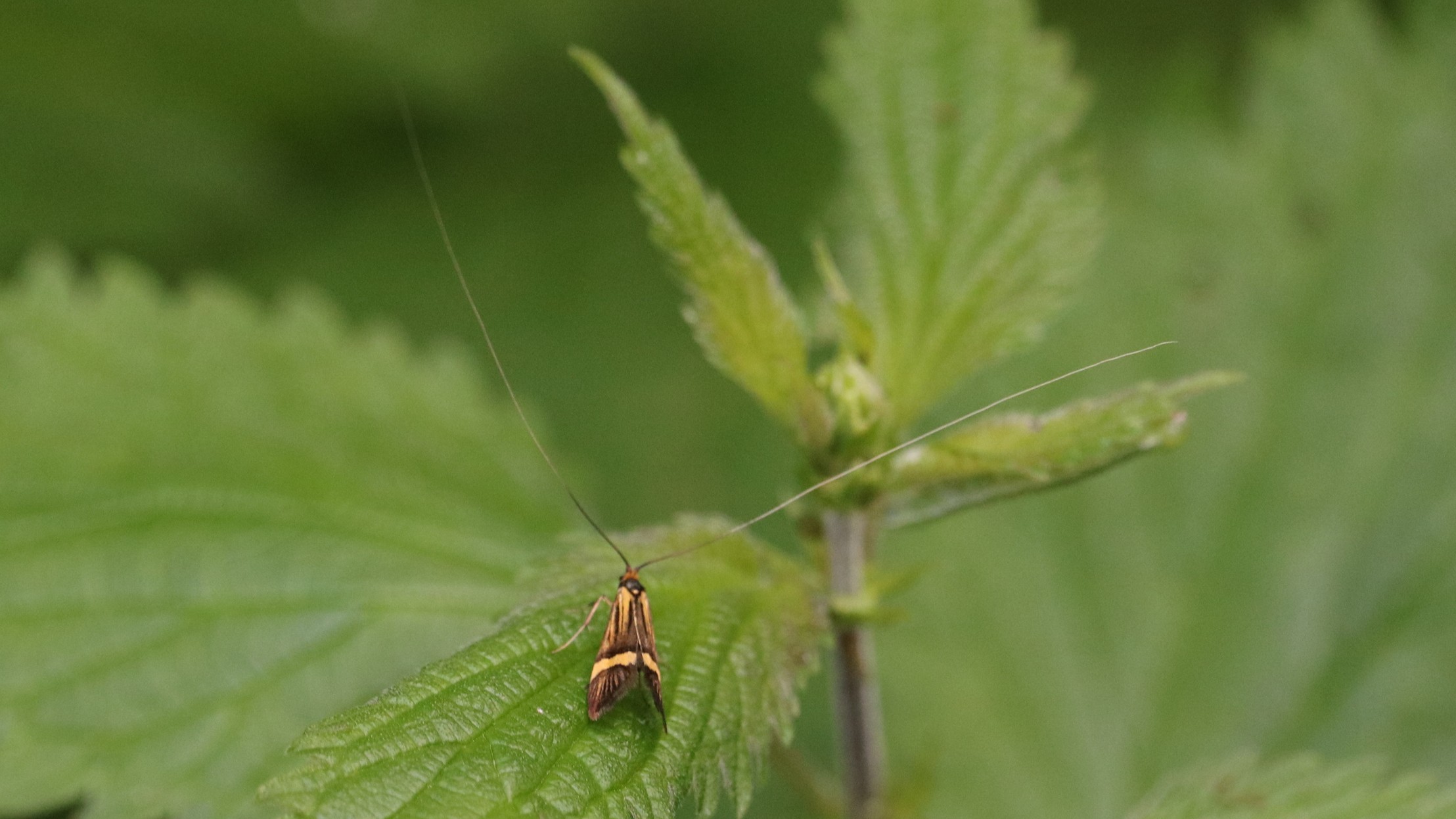 31-Jul Gossamer & Gold: London’s Overlooked Day-Flying Moths Section Image