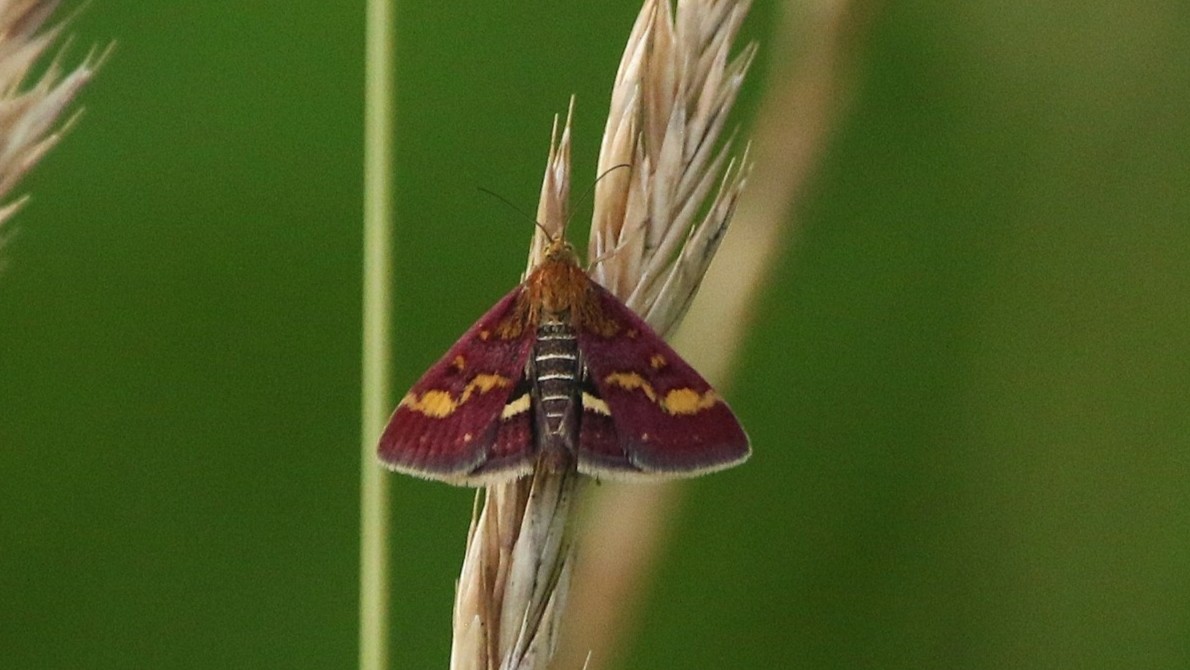 31-Jul Gossamer & Gold: London’s Overlooked Day-Flying Moths Section Image