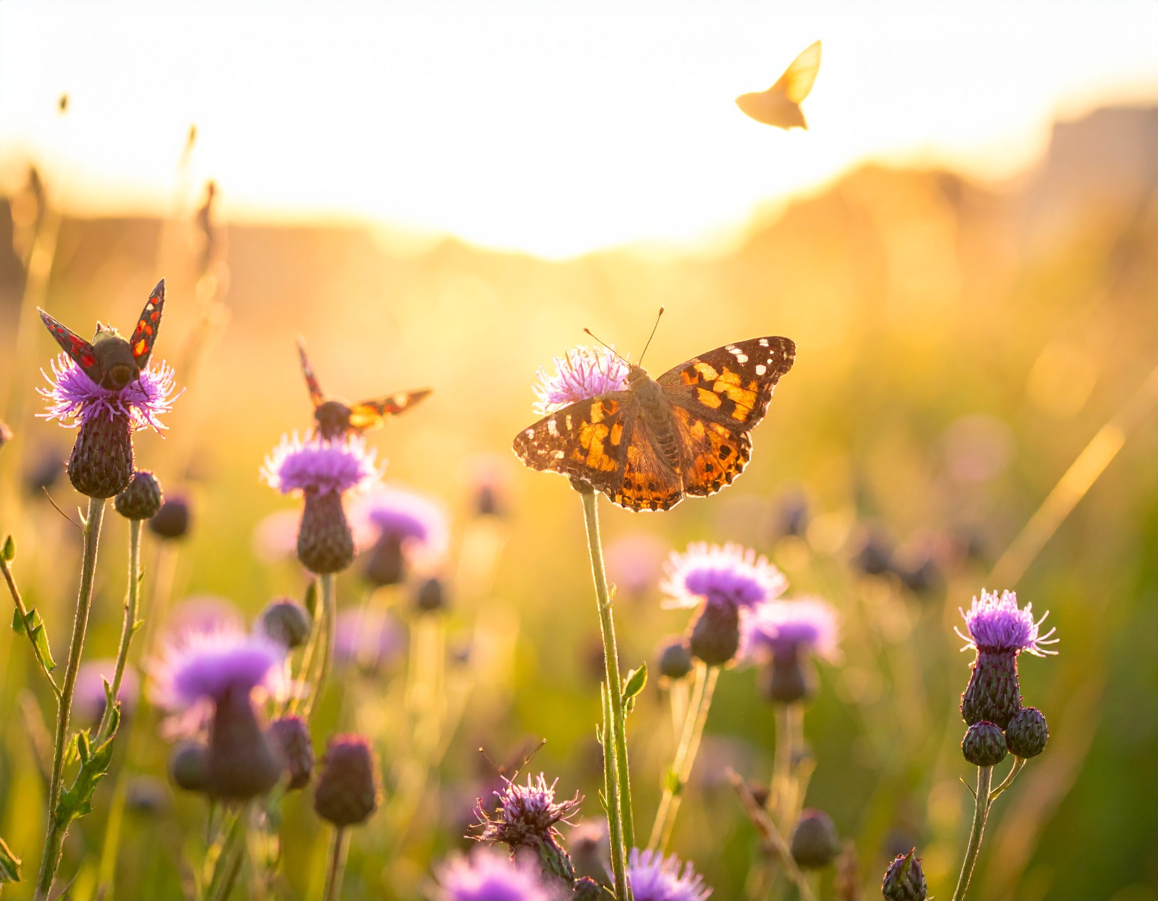 31-Jul Gossamer & Gold: London’s Overlooked Day-Flying Moths