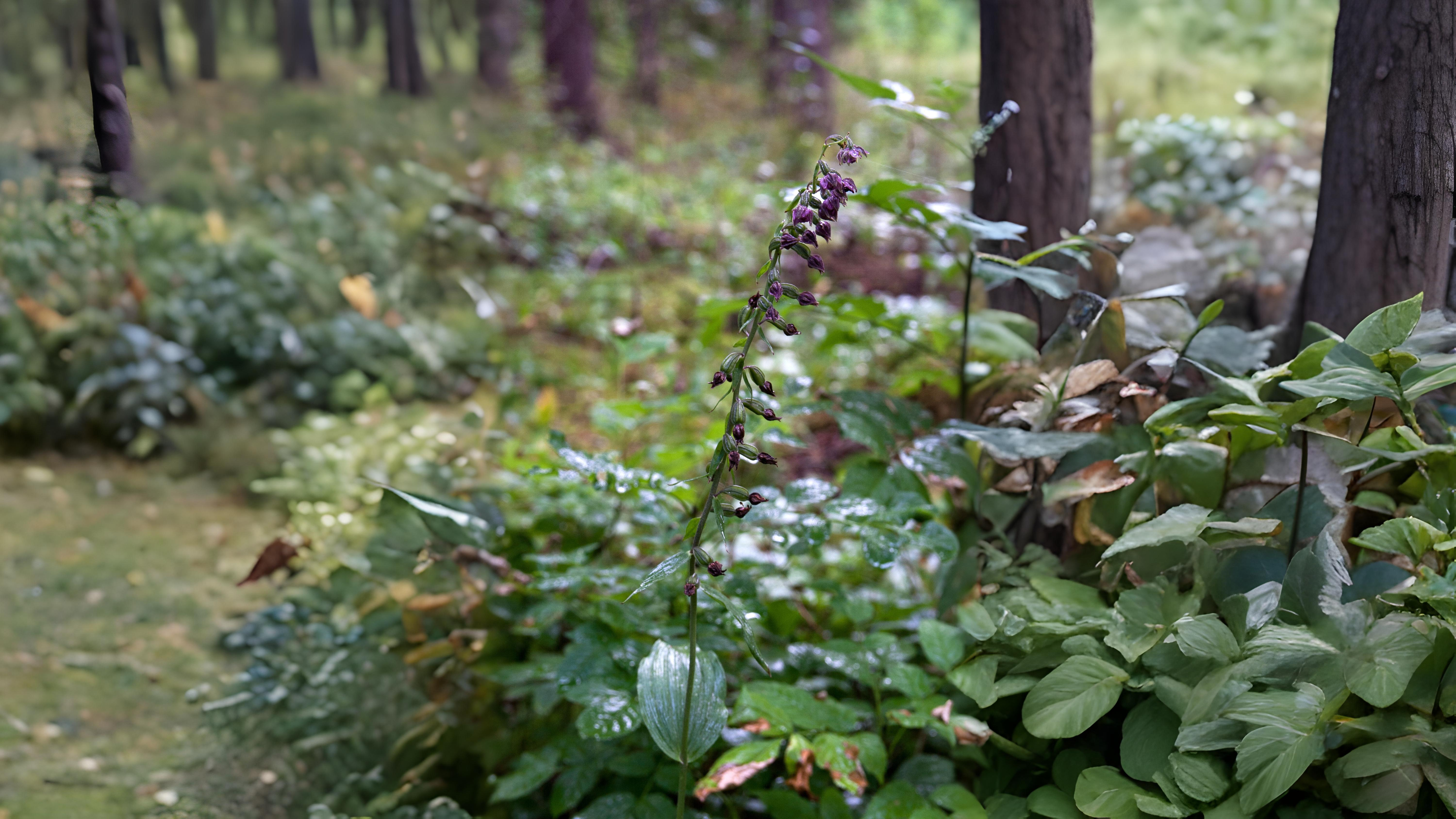 02-Aug Twisted Orchids & Shy Gentians: August’s Ephemeral Blooms Section Image