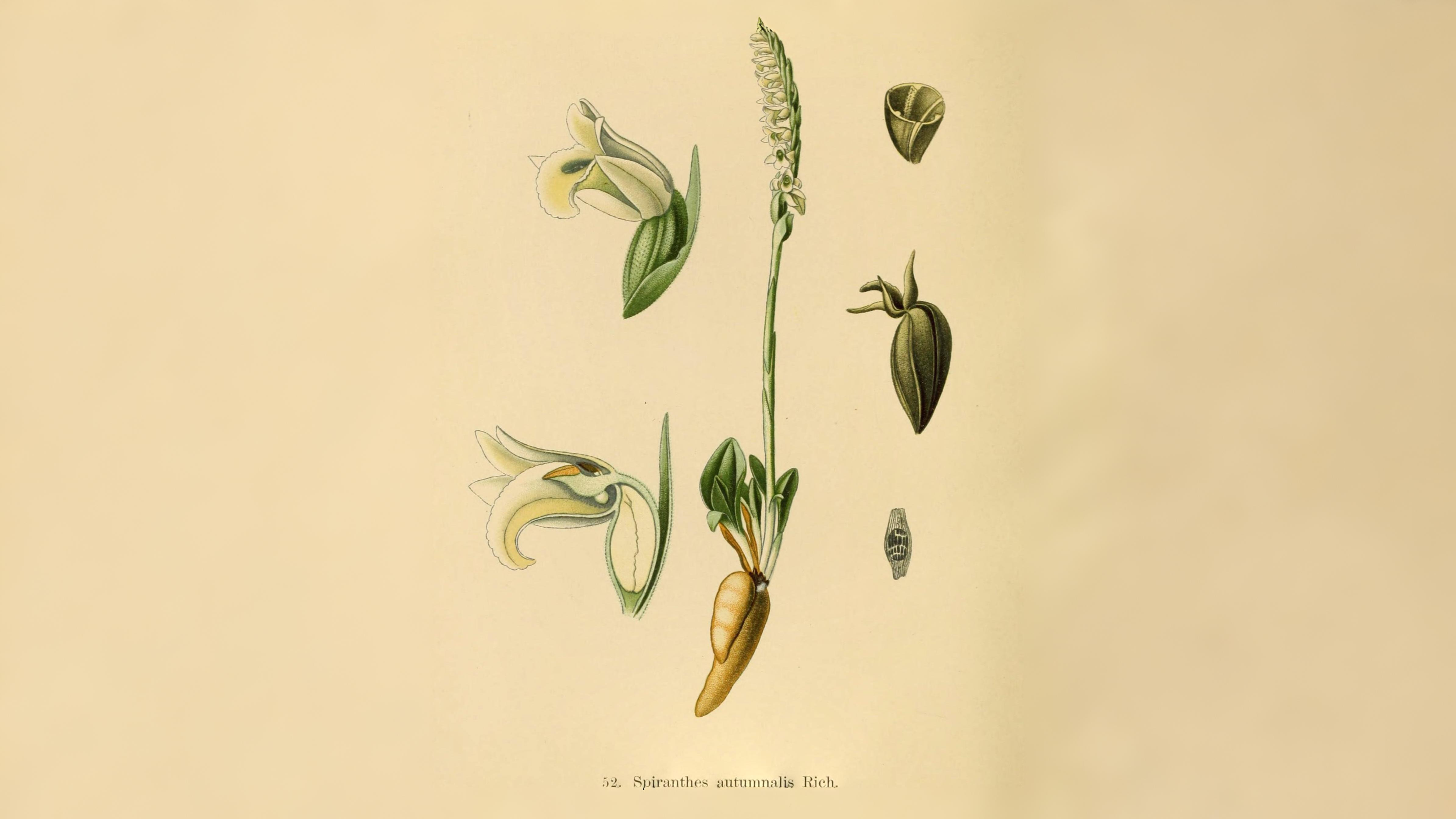 02-Aug Twisted Orchids & Shy Gentians: August’s Ephemeral Blooms Section Image