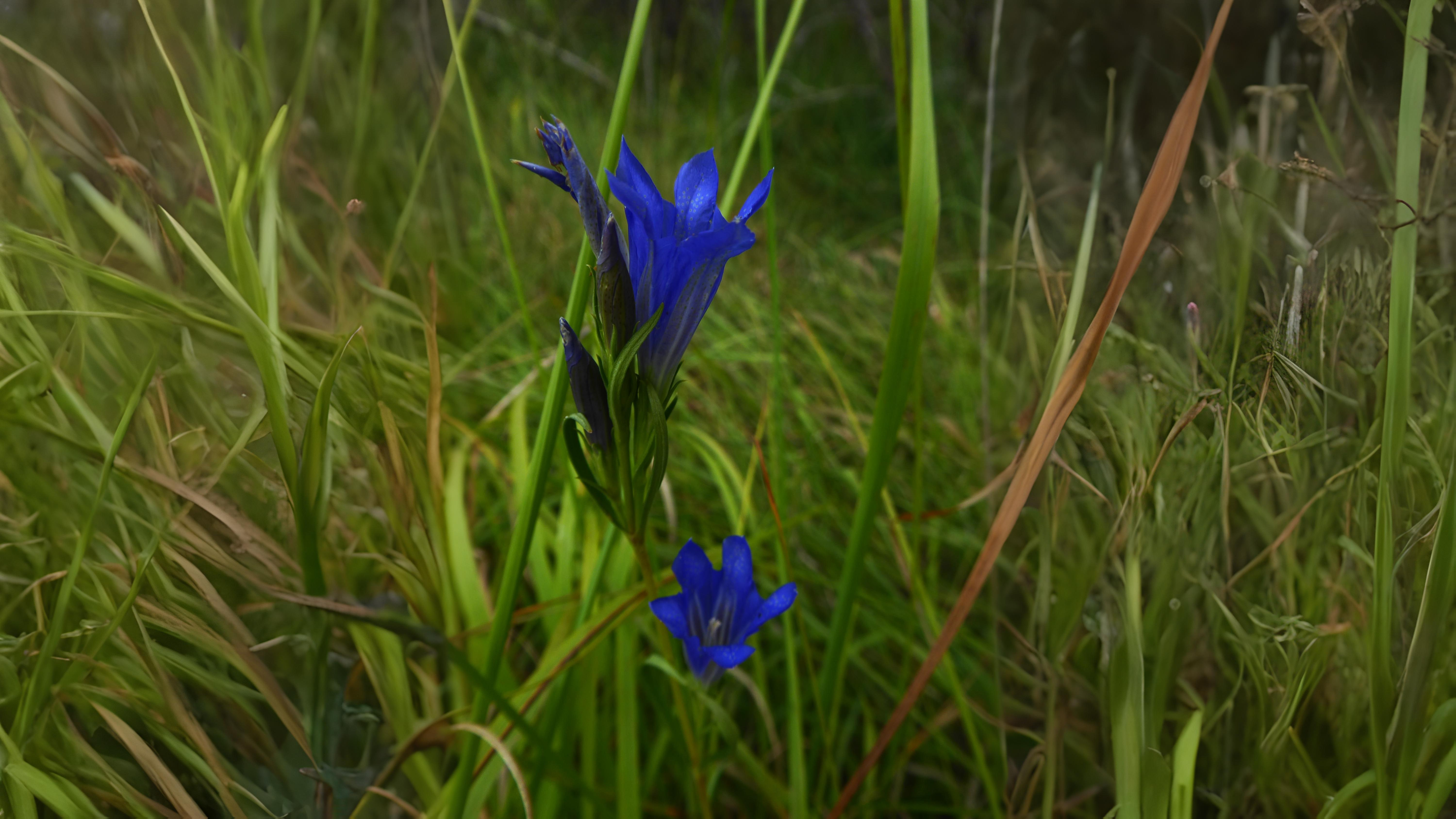 02-Aug Twisted Orchids & Shy Gentians: August’s Ephemeral Blooms Section Image