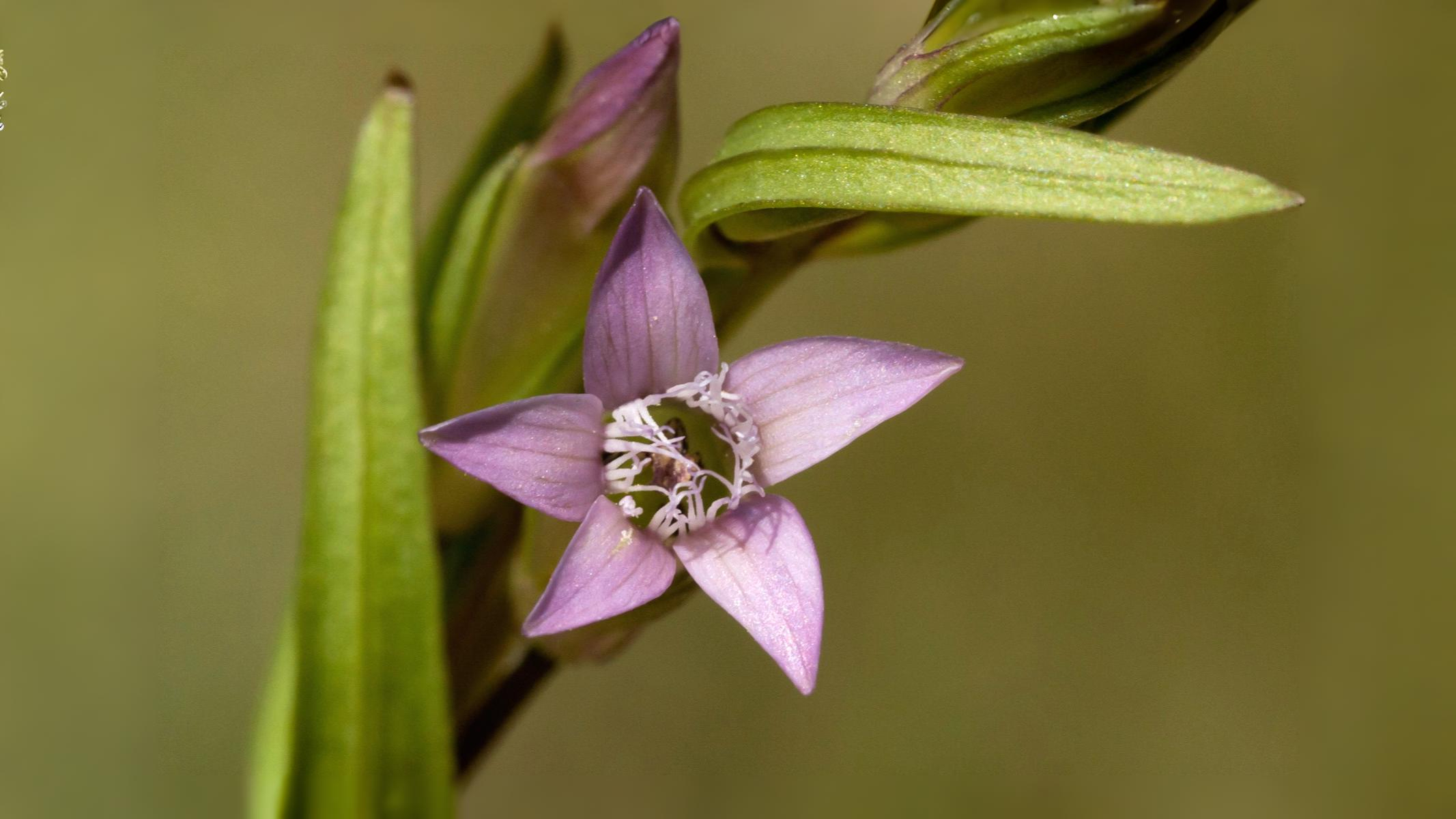02-Aug Twisted Orchids & Shy Gentians: August’s Ephemeral Blooms Section Image