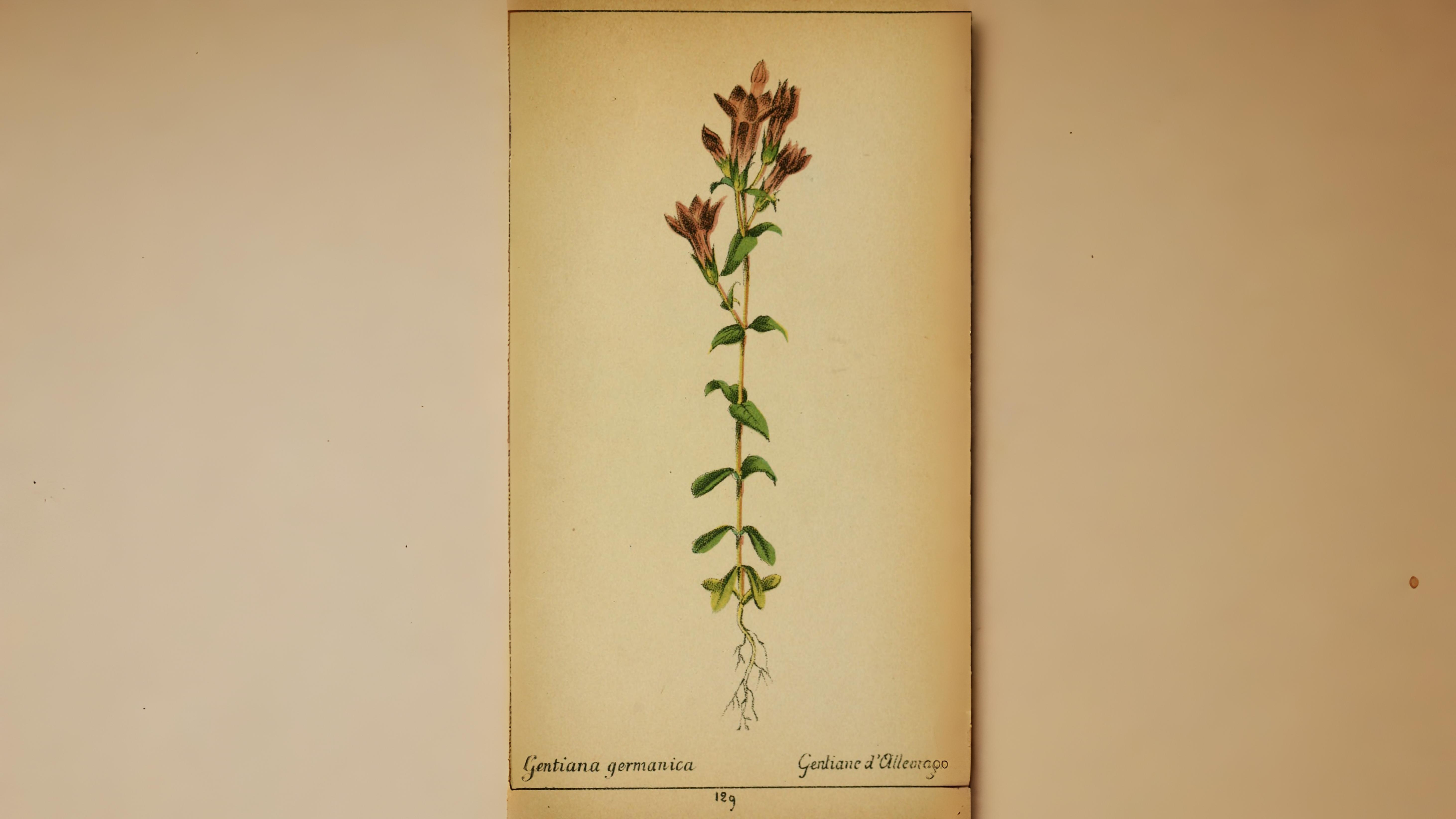 02-Aug Twisted Orchids & Shy Gentians: August’s Ephemeral Blooms Section Image