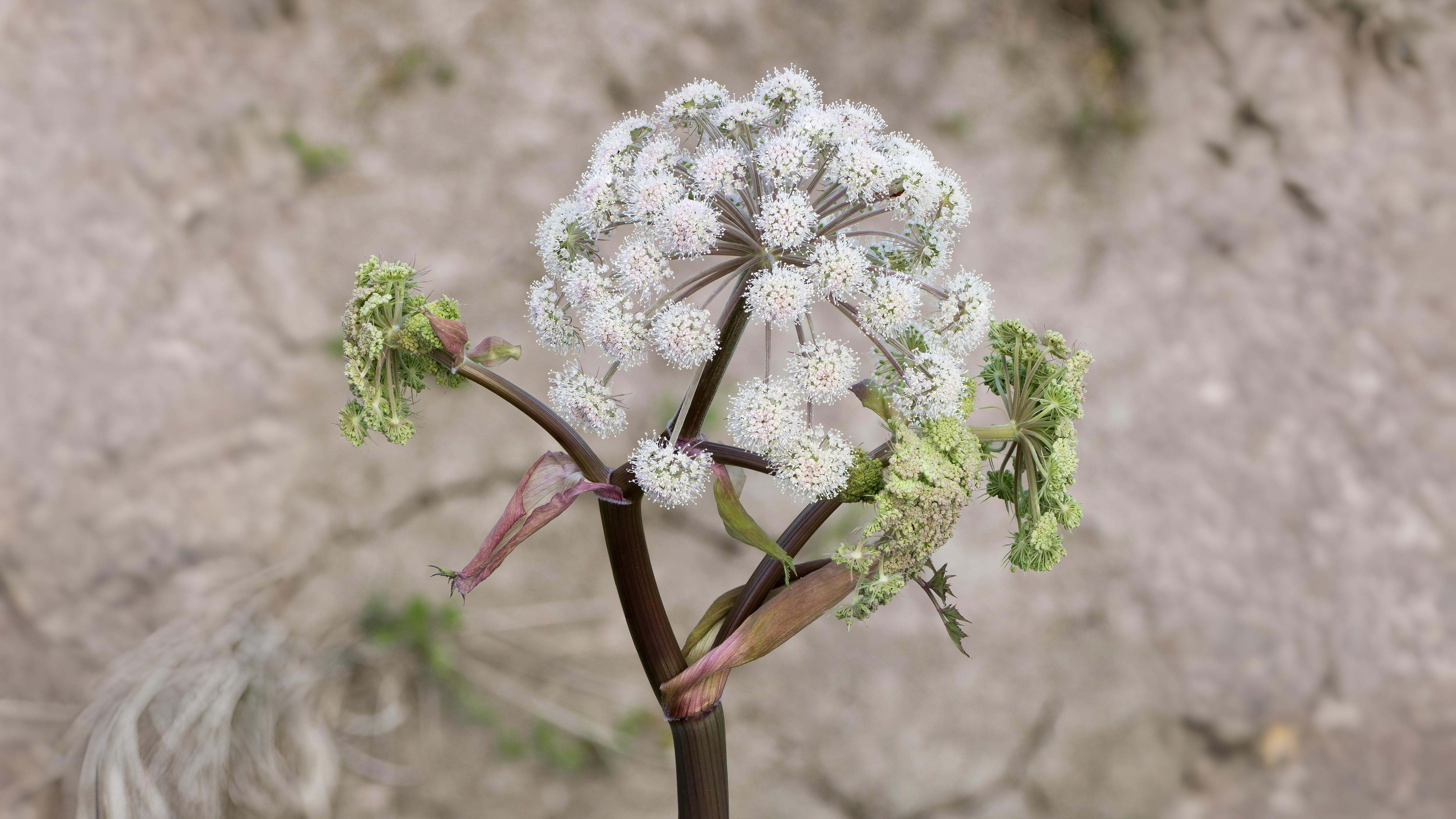 03-Aug Poison & Parsley: The Dangerous Allure of August Umbellifers Section Image