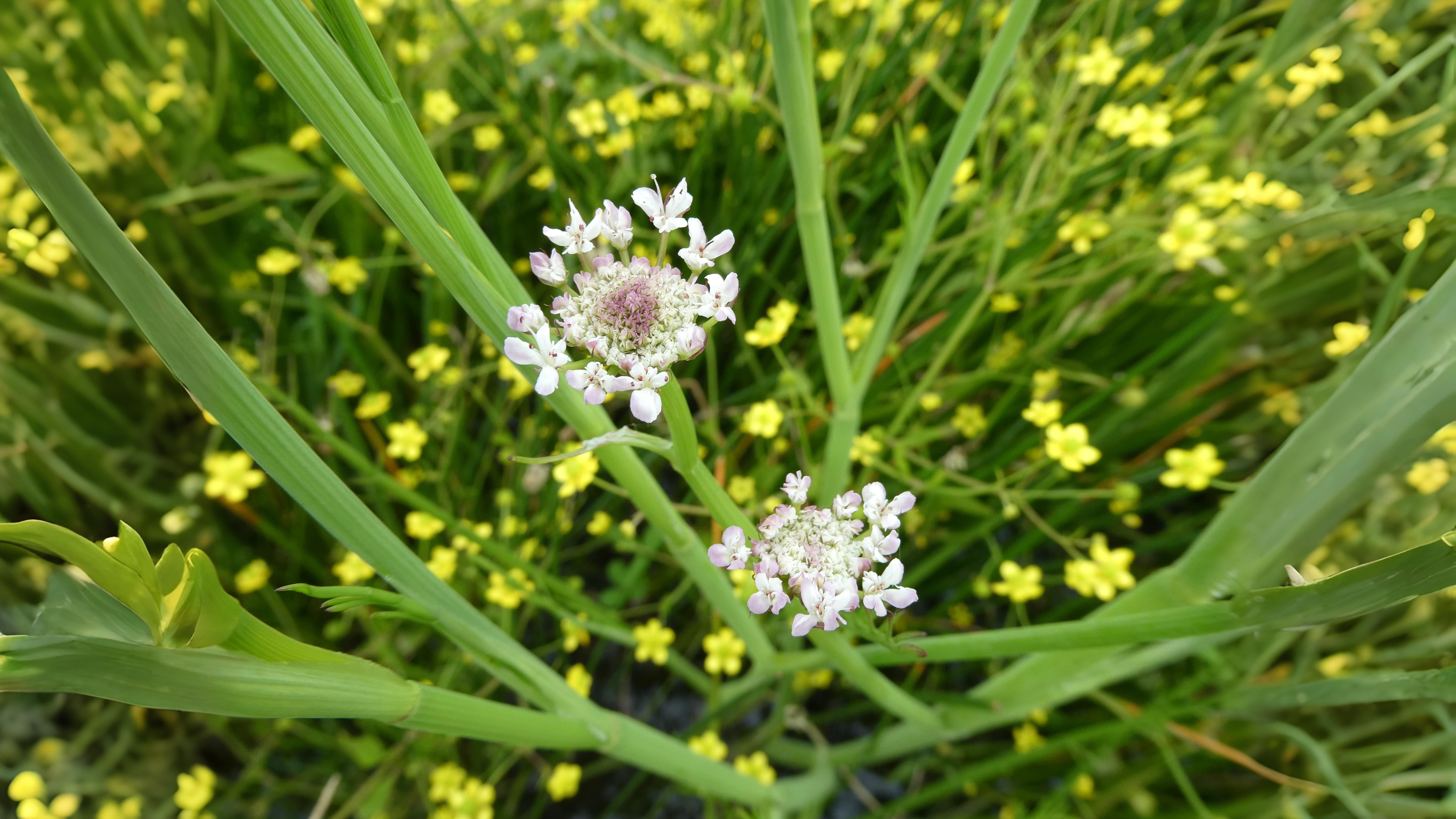 03-Aug Poison & Parsley: The Dangerous Allure of August Umbellifers Section Image