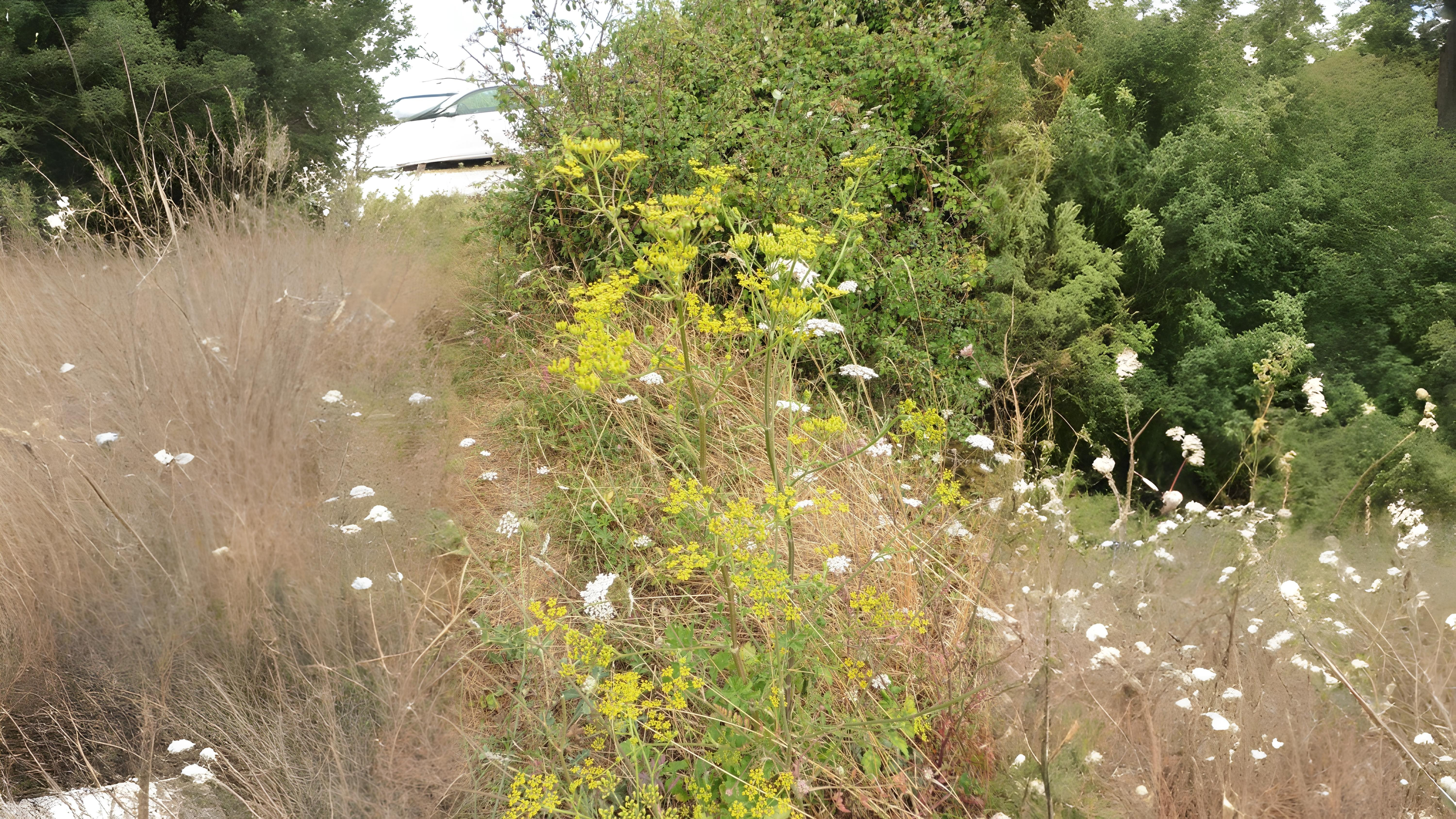 03-Aug Poison & Parsley: The Dangerous Allure of August Umbellifers Section Image