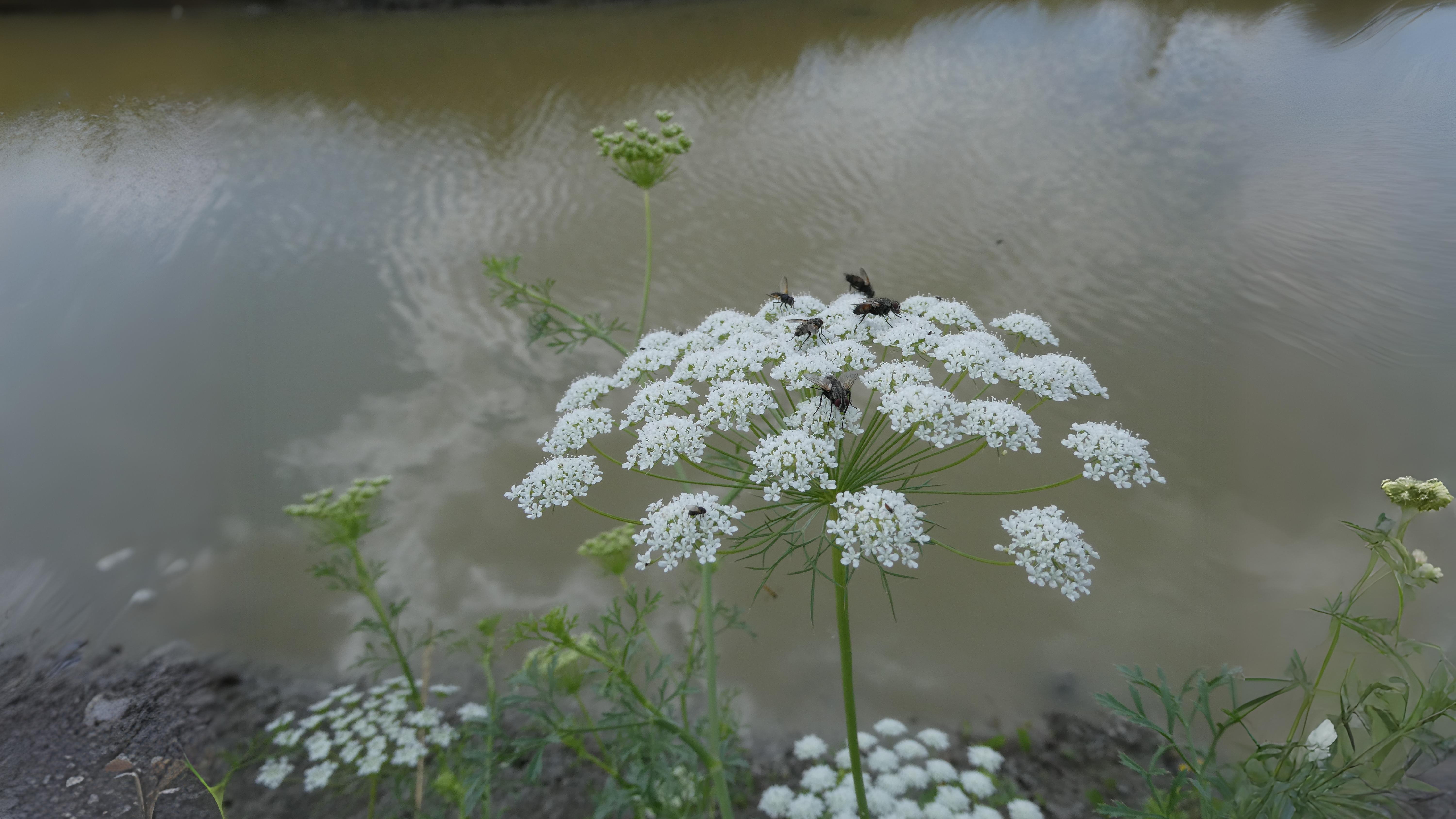 03-Aug Poison & Parsley: The Dangerous Allure of August Umbellifers Section Image