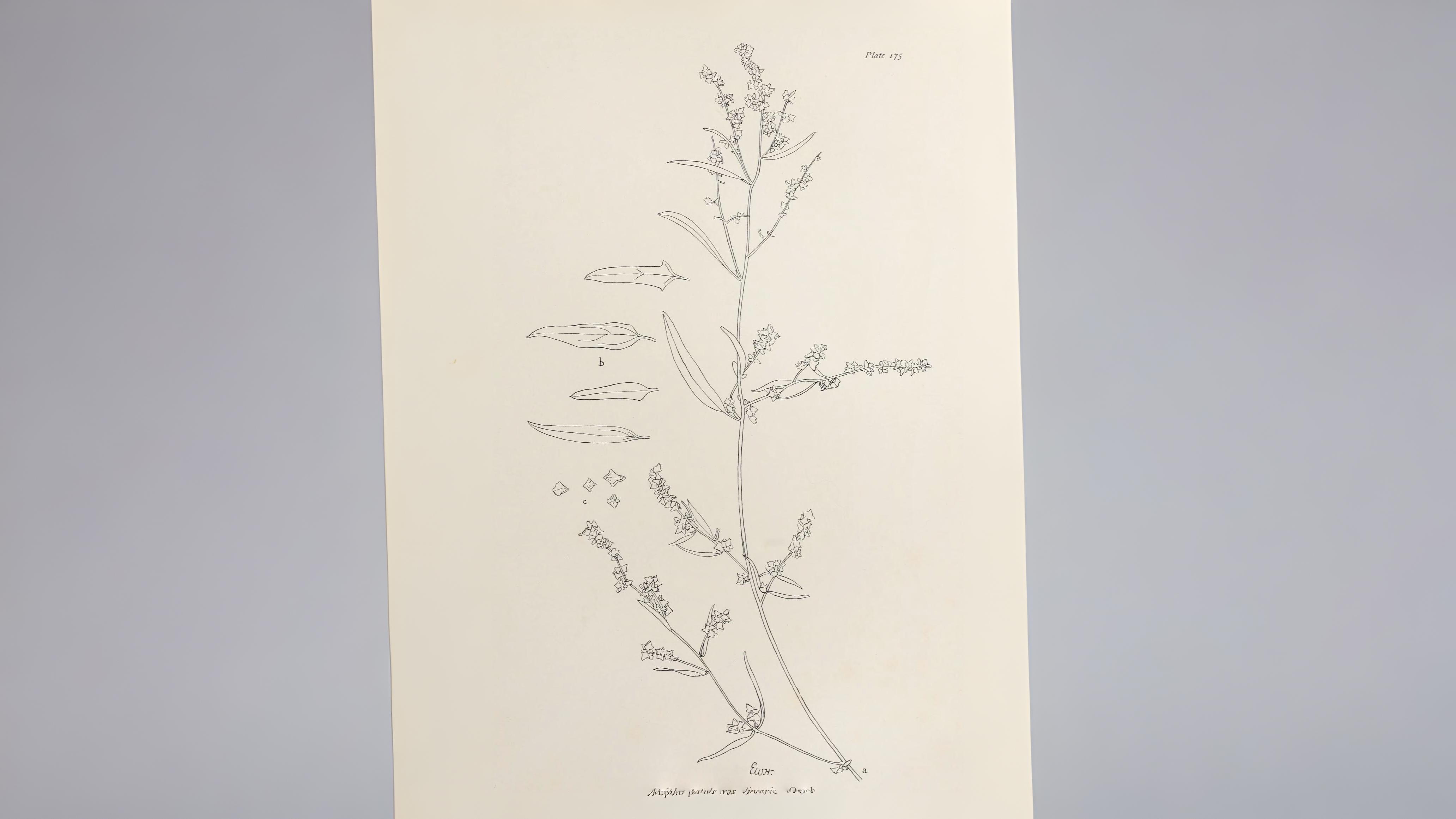 04-Aug Muckweed to Michelin: The Lost Supergreens of London Section Image