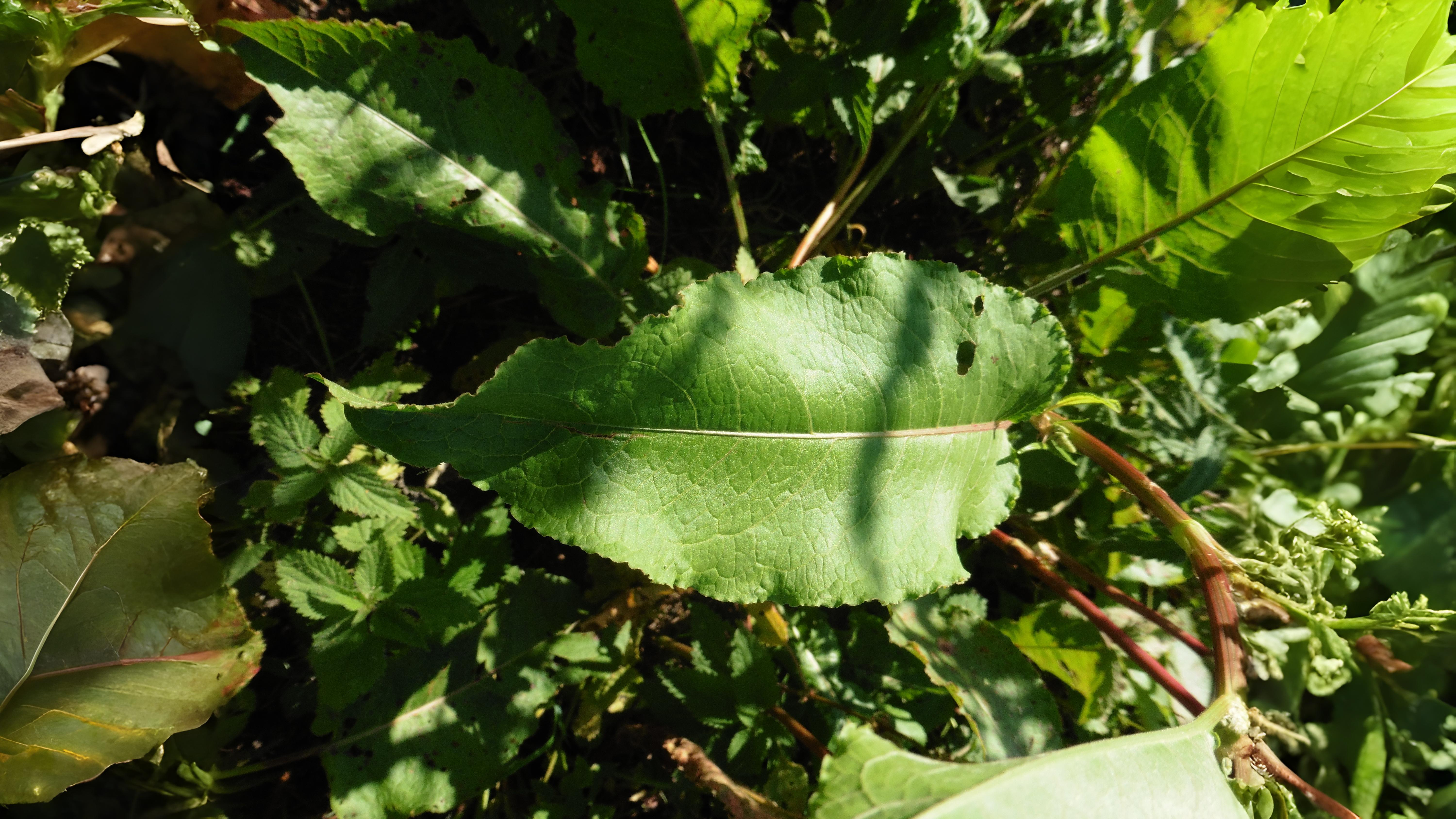 05-Aug Conquerors of Concrete: The War Between Useful & Invasive Weeds Section Image