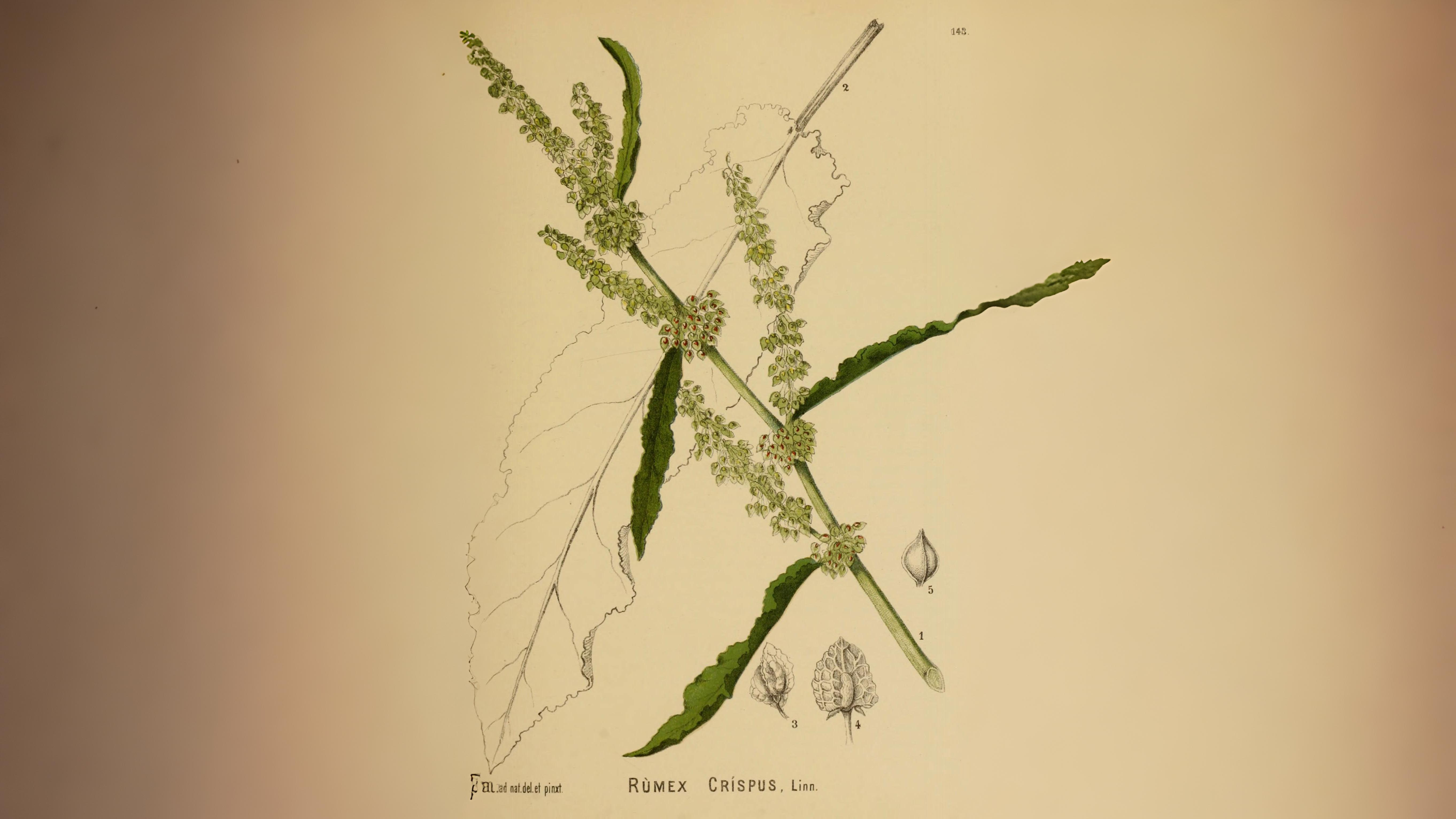 05-Aug Conquerors of Concrete: The War Between Useful & Invasive Weeds Section Image