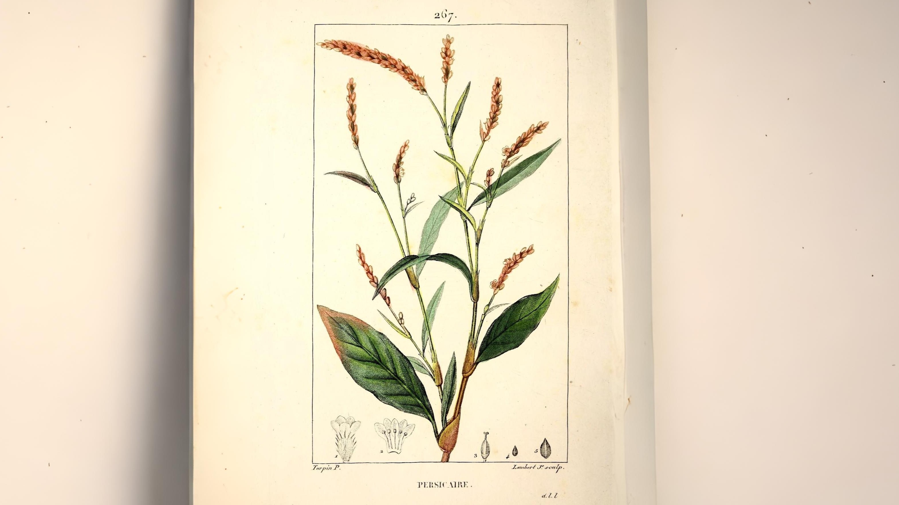 05-Aug Conquerors of Concrete: The War Between Useful & Invasive Weeds Section Image