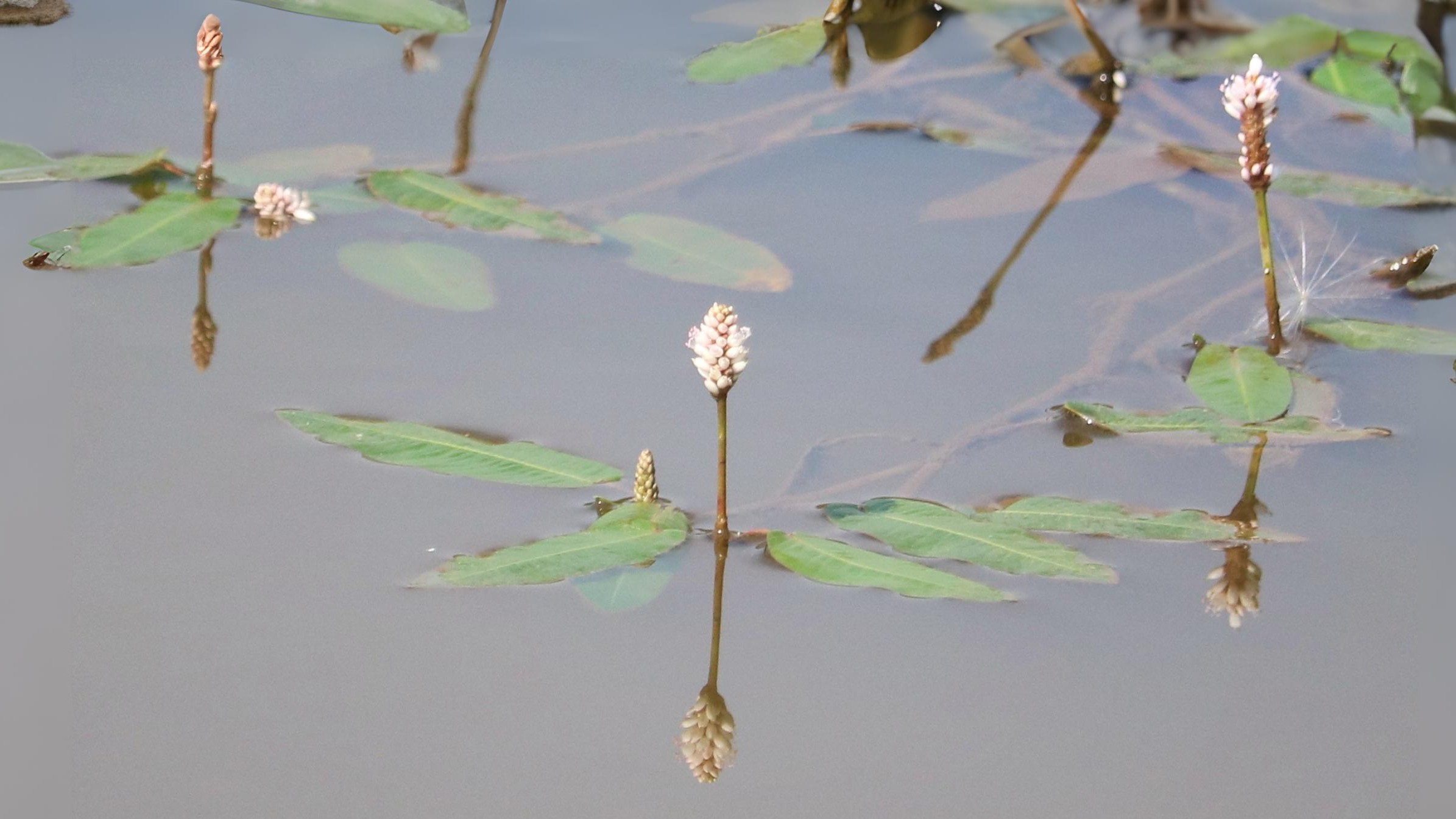 05-Aug Conquerors of Concrete: The War Between Useful & Invasive Weeds Section Image