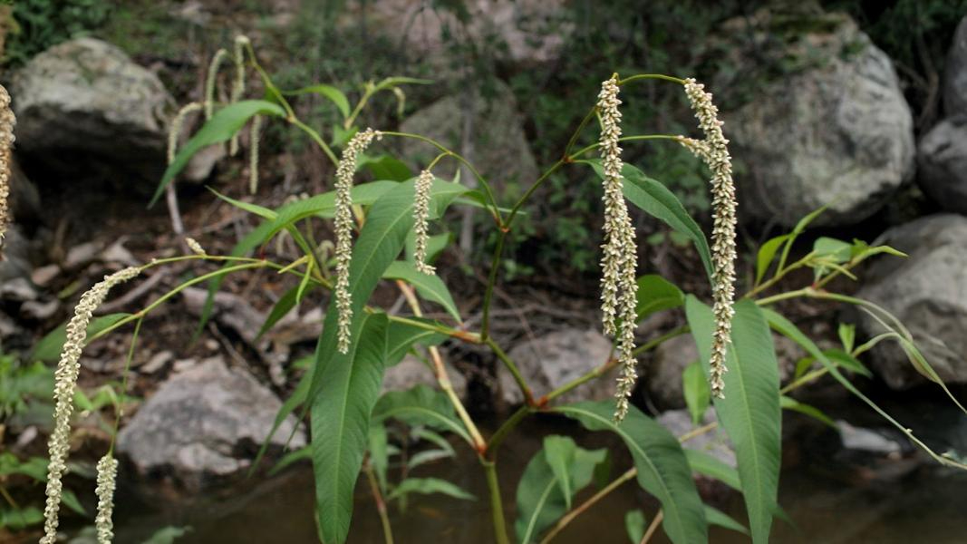 05-Aug Conquerors of Concrete: The War Between Useful & Invasive Weeds Section Image