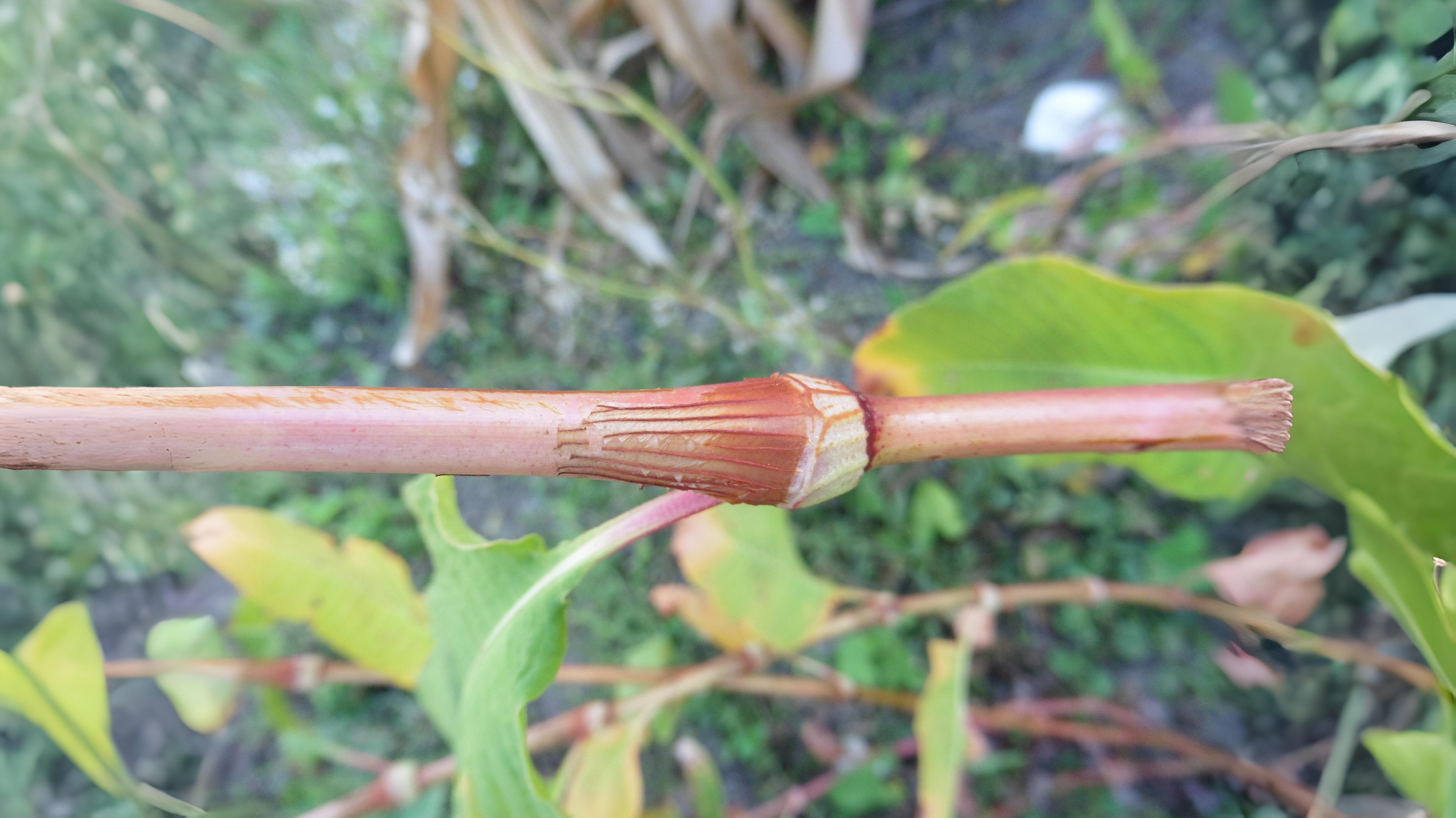05-Aug Conquerors of Concrete: The War Between Useful & Invasive Weeds Section Image