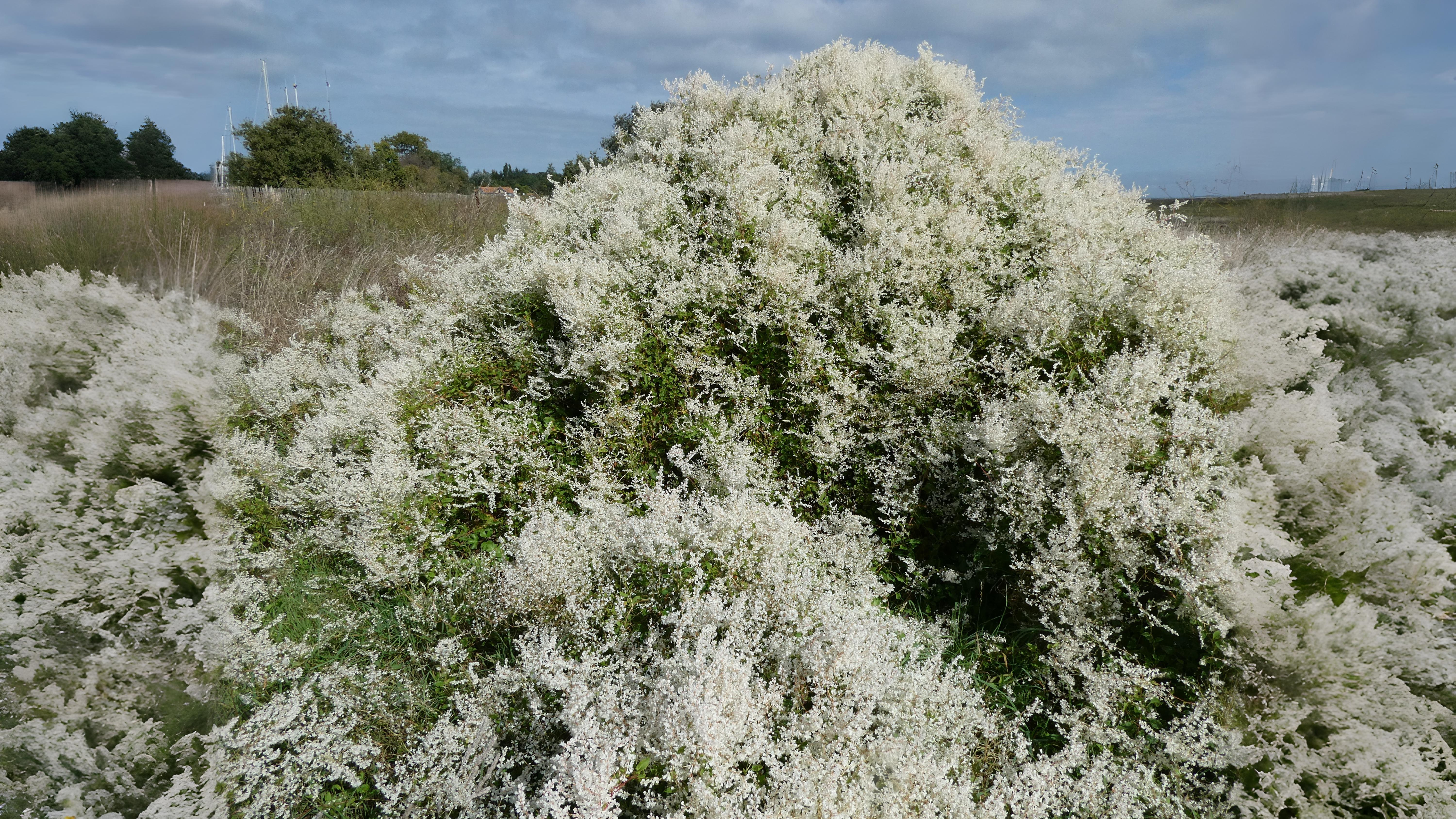 05-Aug Conquerors of Concrete: The War Between Useful & Invasive Weeds Section Image