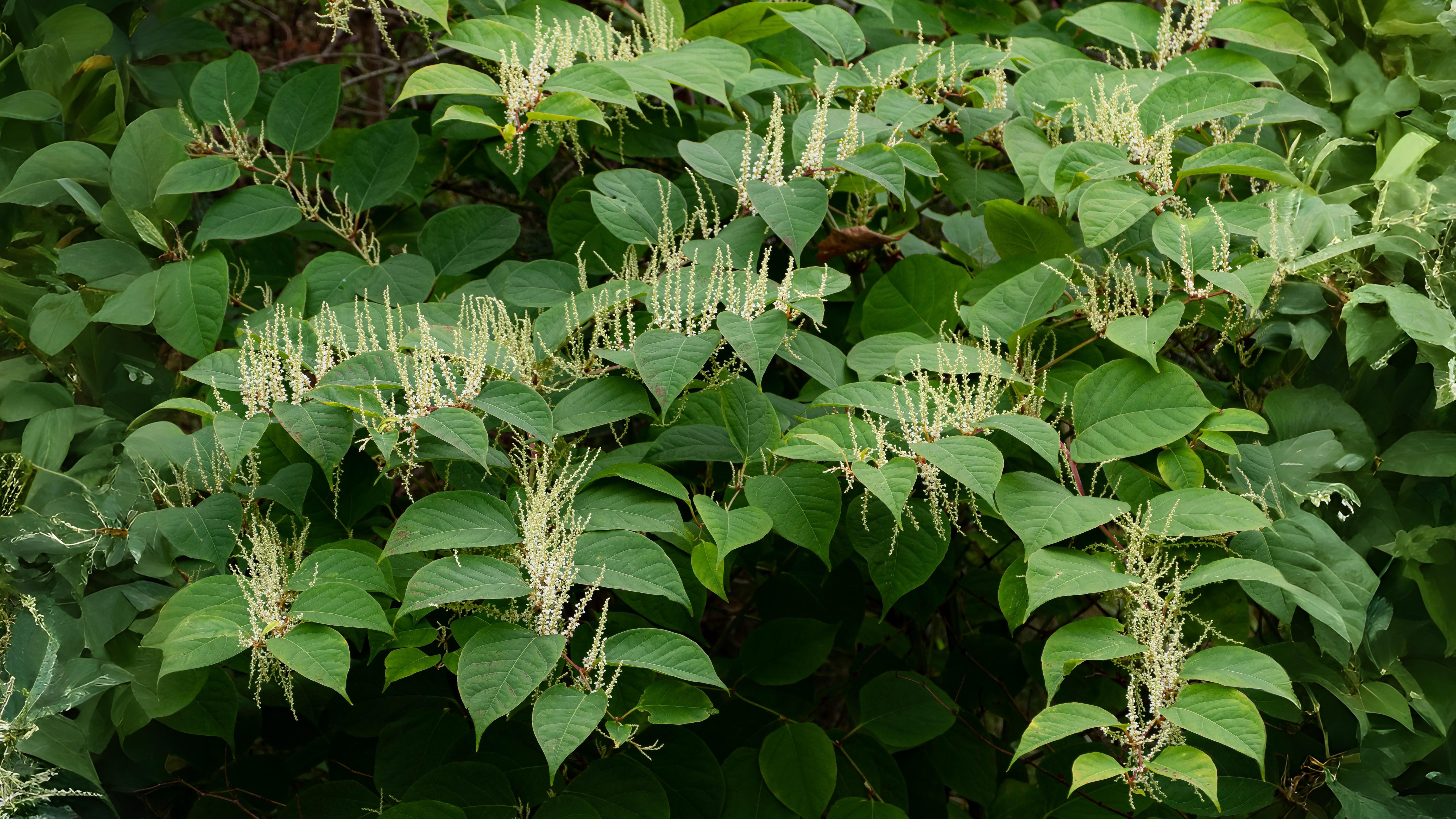 05-Aug Conquerors of Concrete: The War Between Useful & Invasive Weeds Section Image