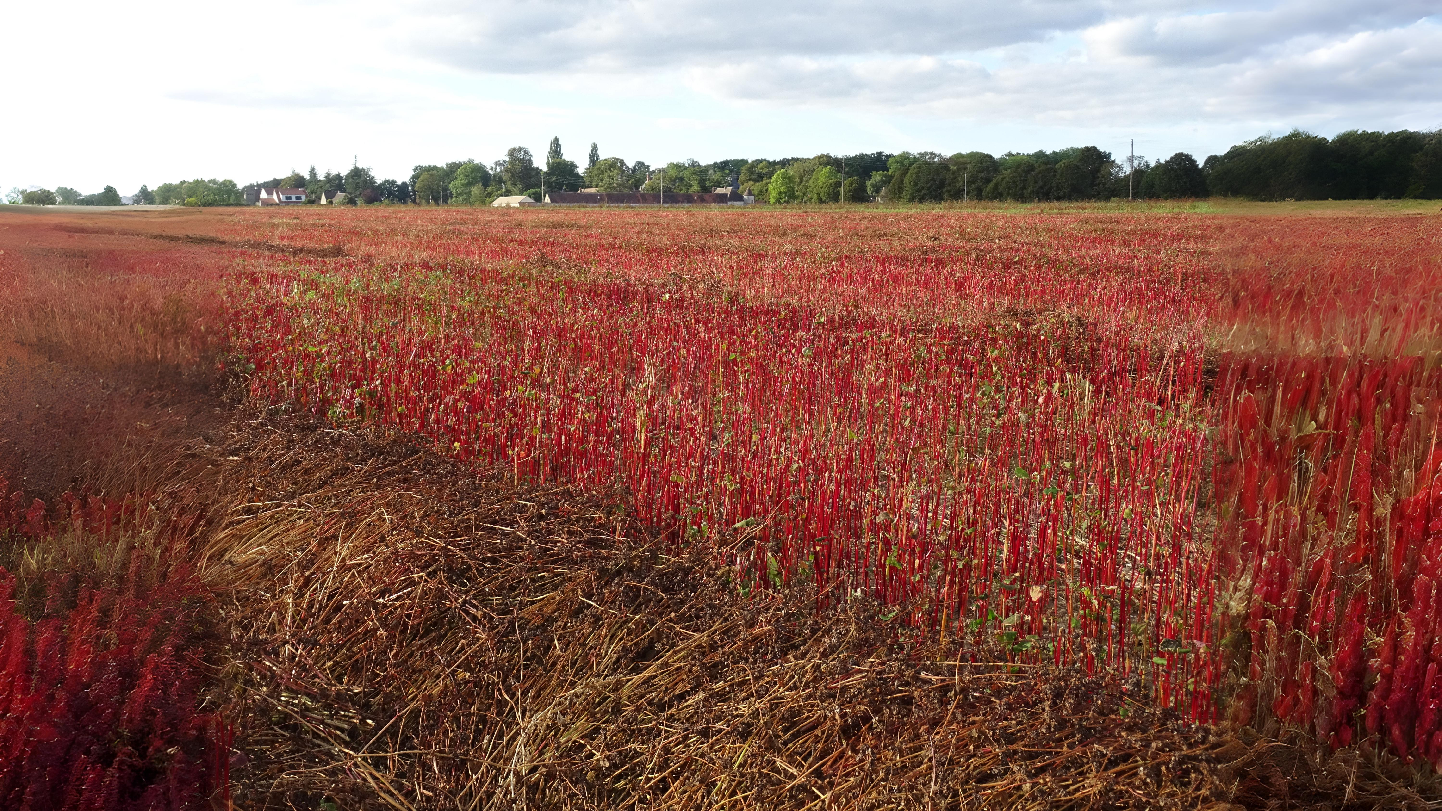 05-Aug Conquerors of Concrete: The War Between Useful & Invasive Weeds Section Image