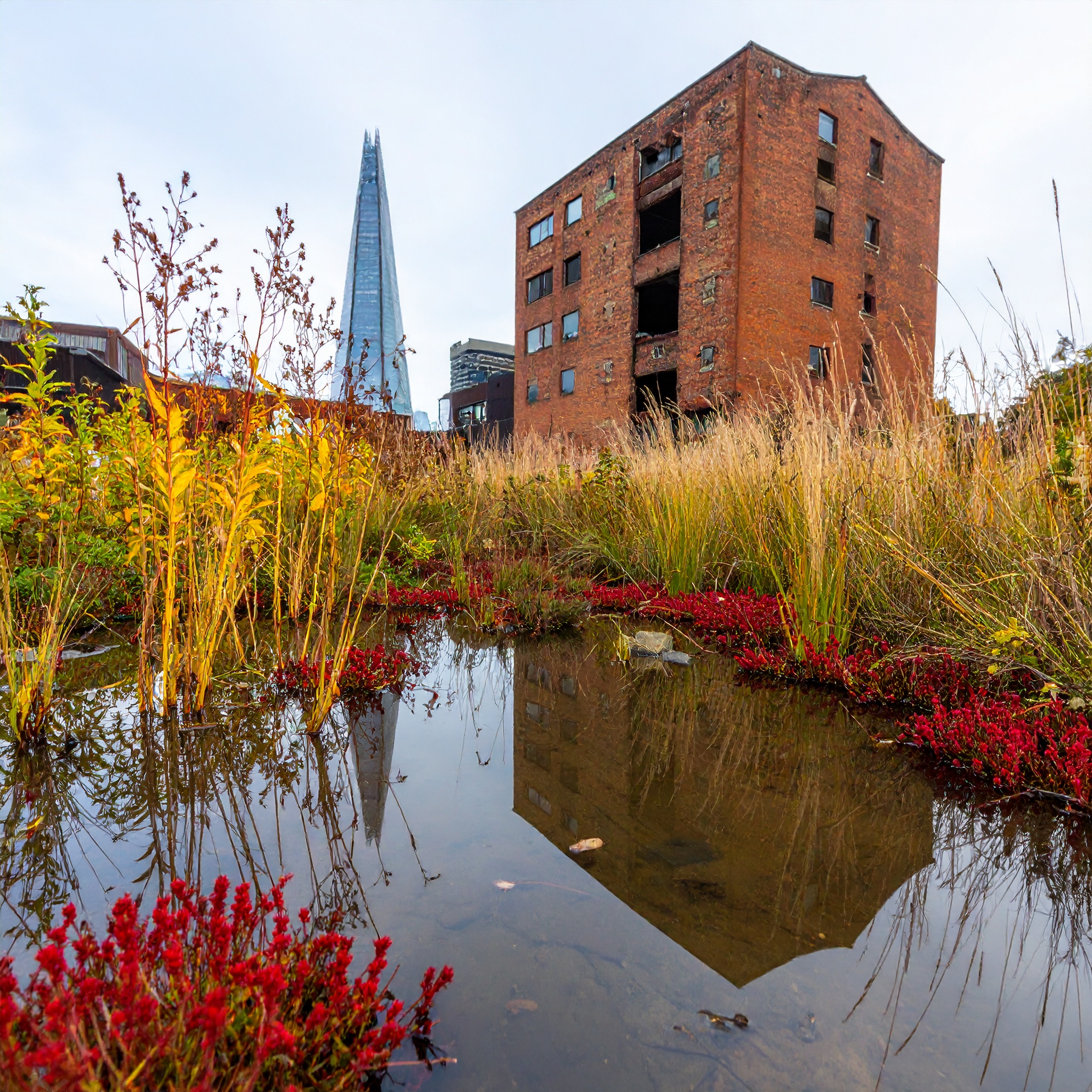 05-Aug Conquerors of Concrete: The War Between Useful & Invasive Weeds