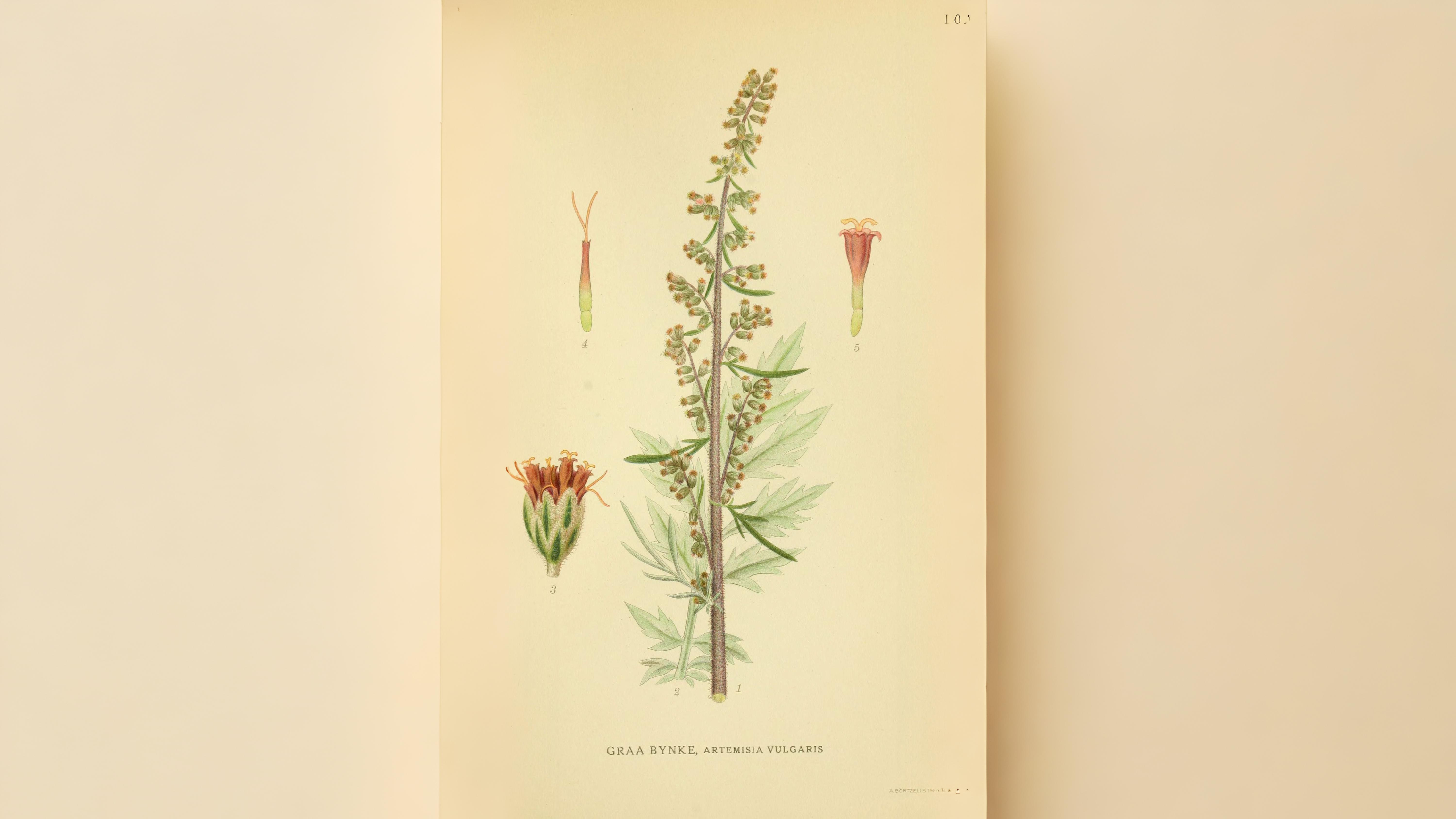 06-Aug Mugwort Magic & Fern Lore: August’s Botanical Enchantments Section Image