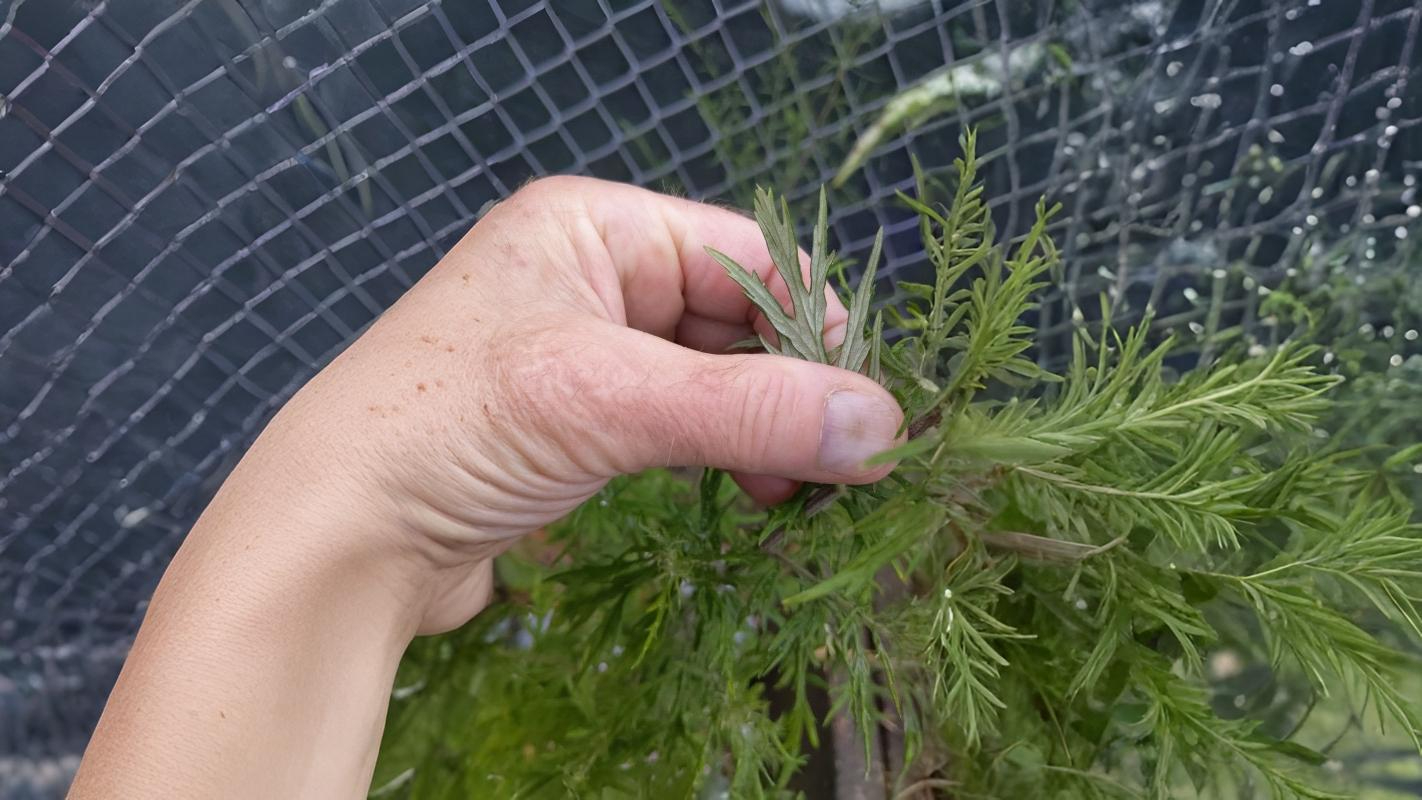 06-Aug Mugwort Magic & Fern Lore: August’s Botanical Enchantments Section Image