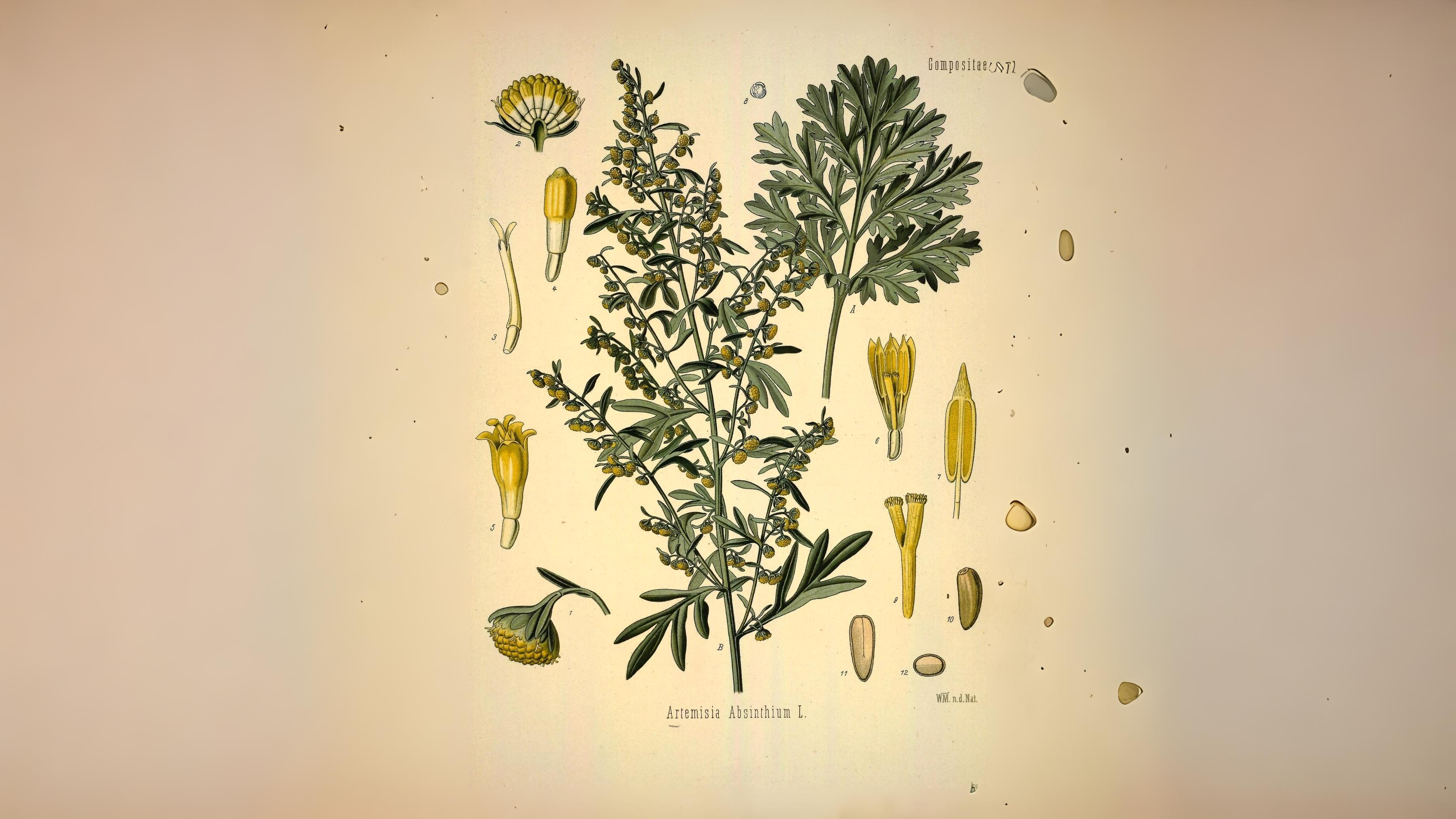 06-Aug Mugwort Magic & Fern Lore: August’s Botanical Enchantments Section Image